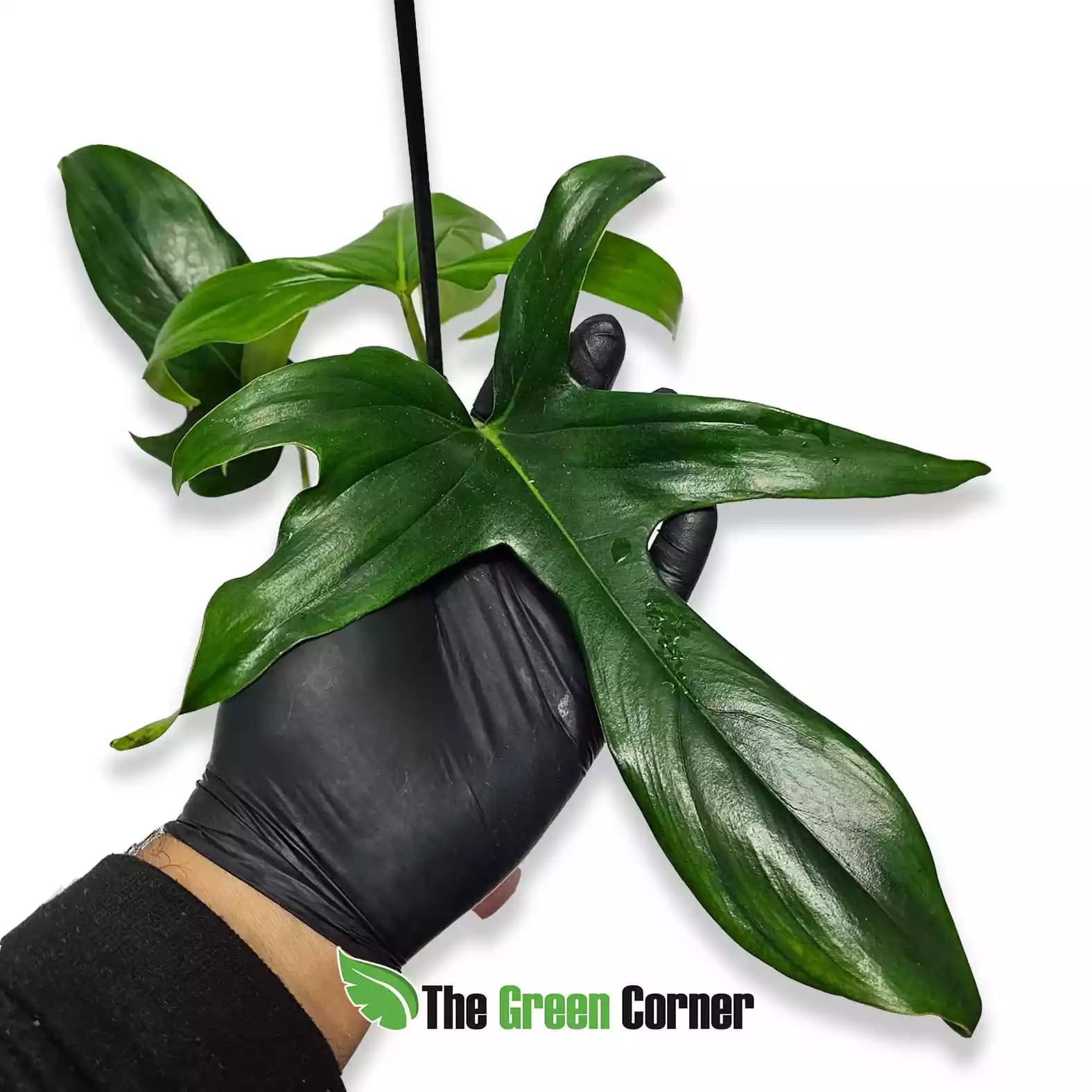 philodendron-gladhans-hoja