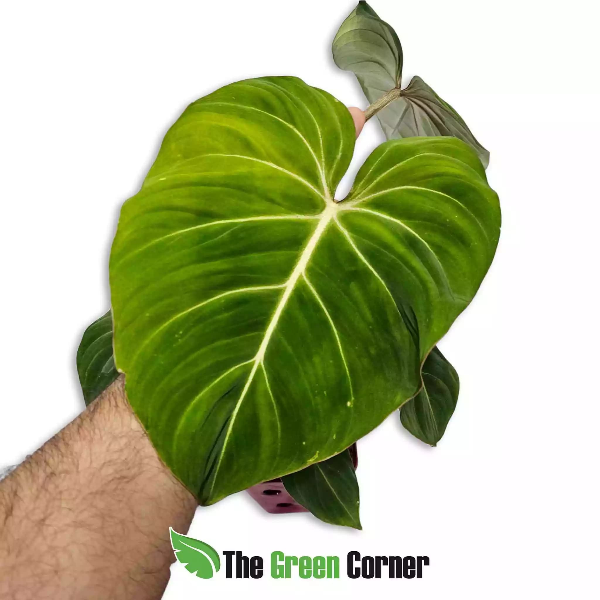 philodendron-gloriosum-hoja