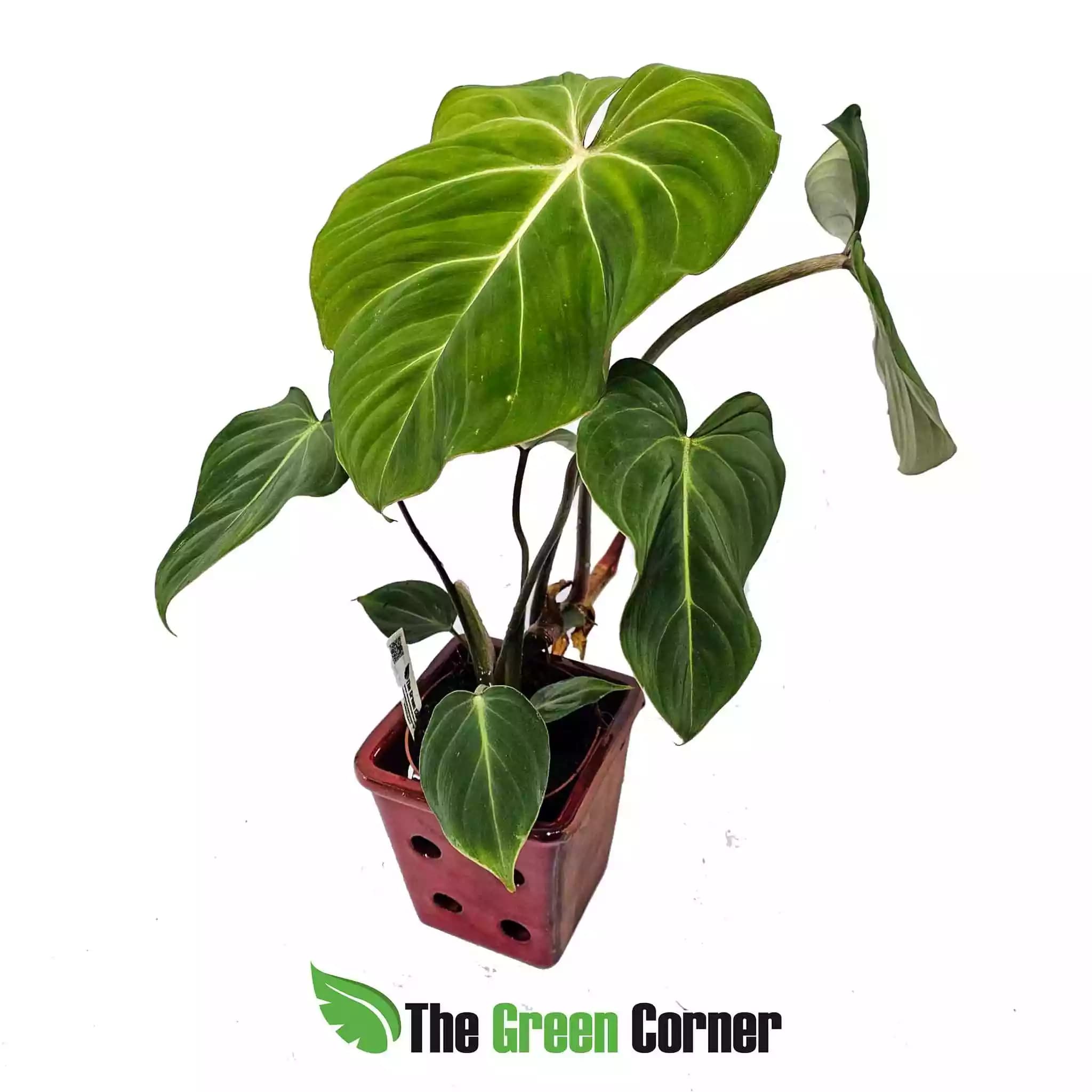 philodendron-gloriosum