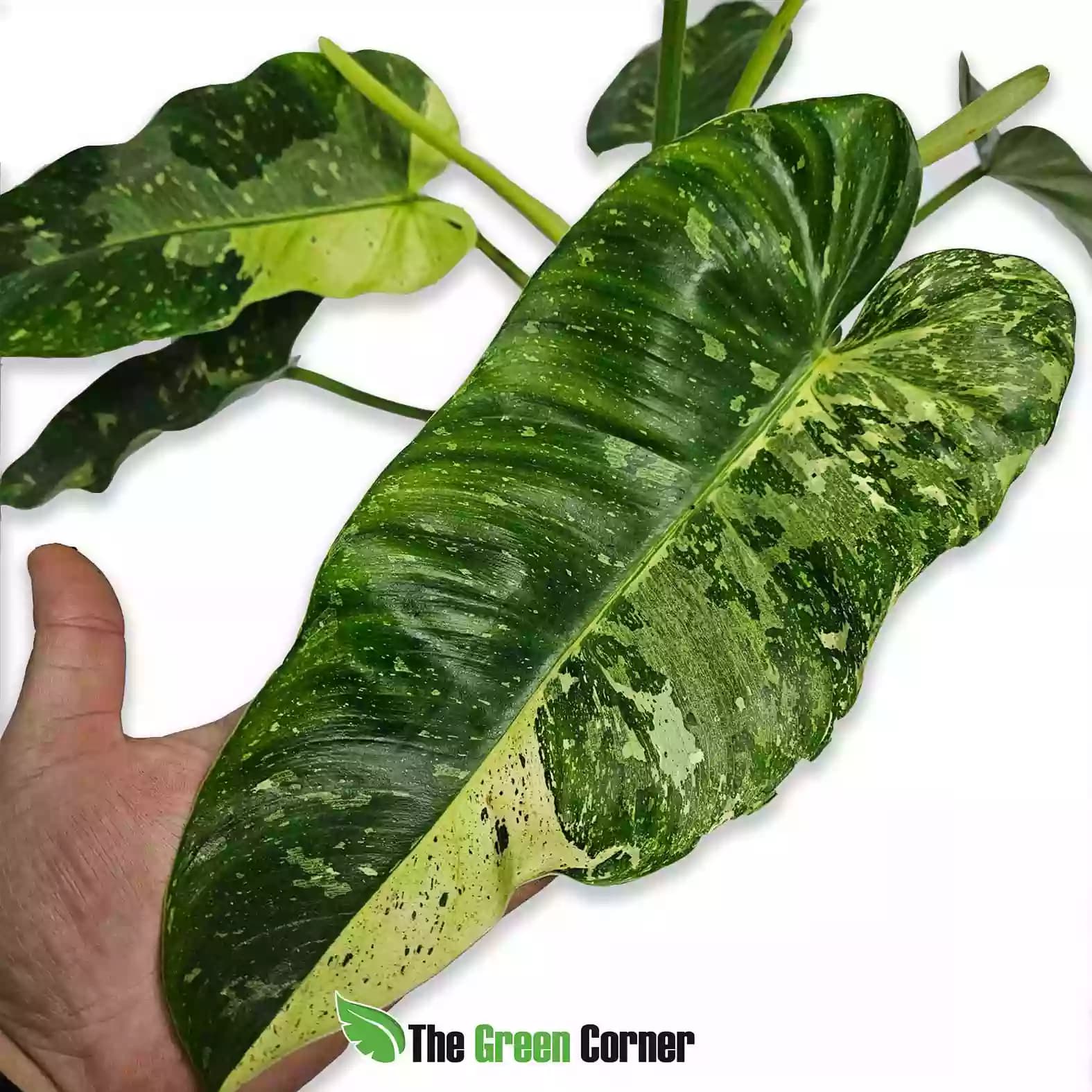 philodendron-jose-buono-general