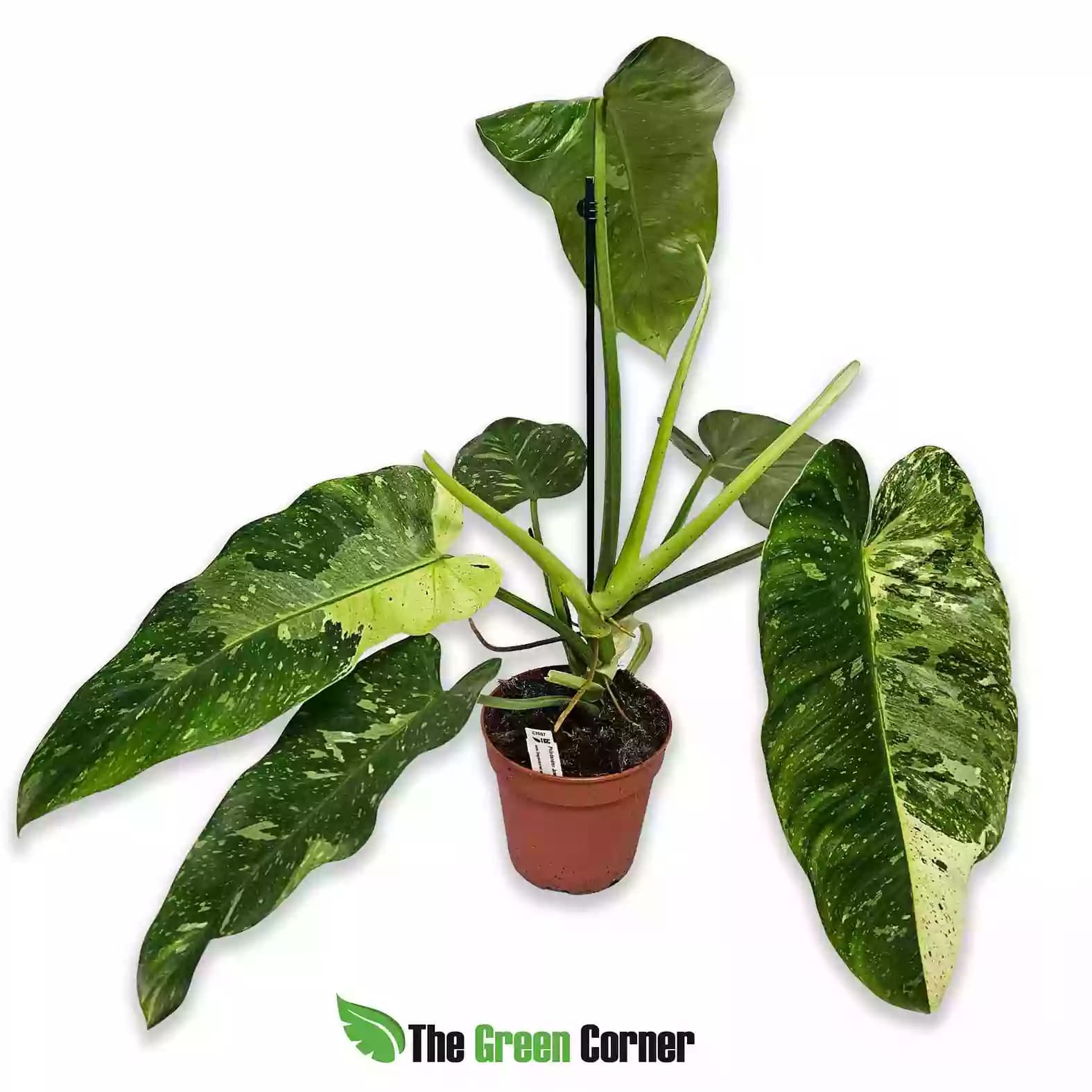 philodendron-jose-buono-general