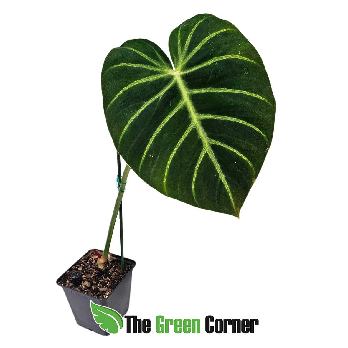 philodendron-luxurians