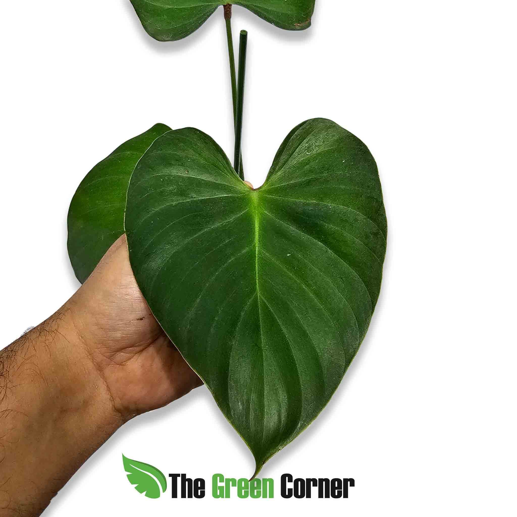 philodendron-lynamii-hoja