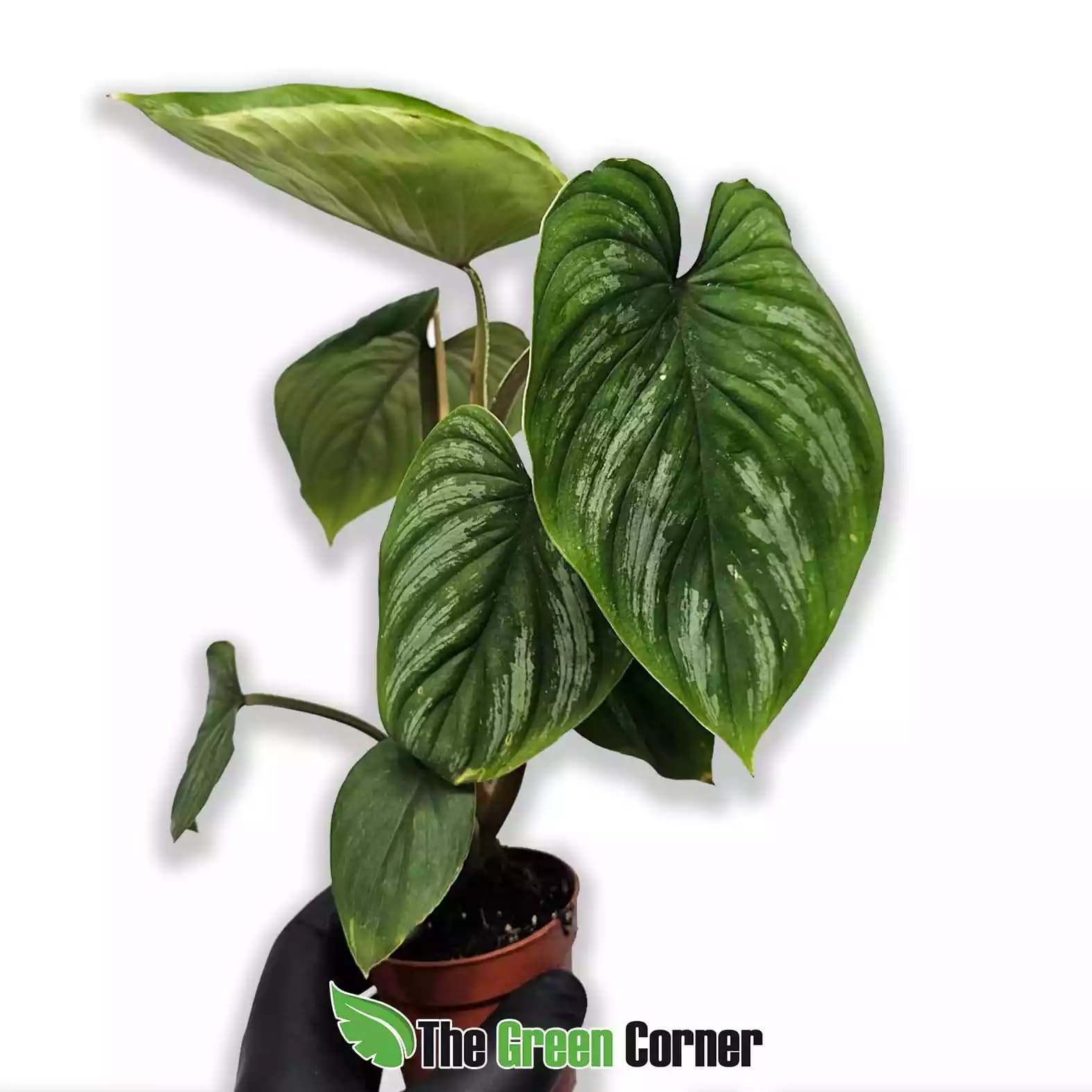 philodendron-mamei-lateral