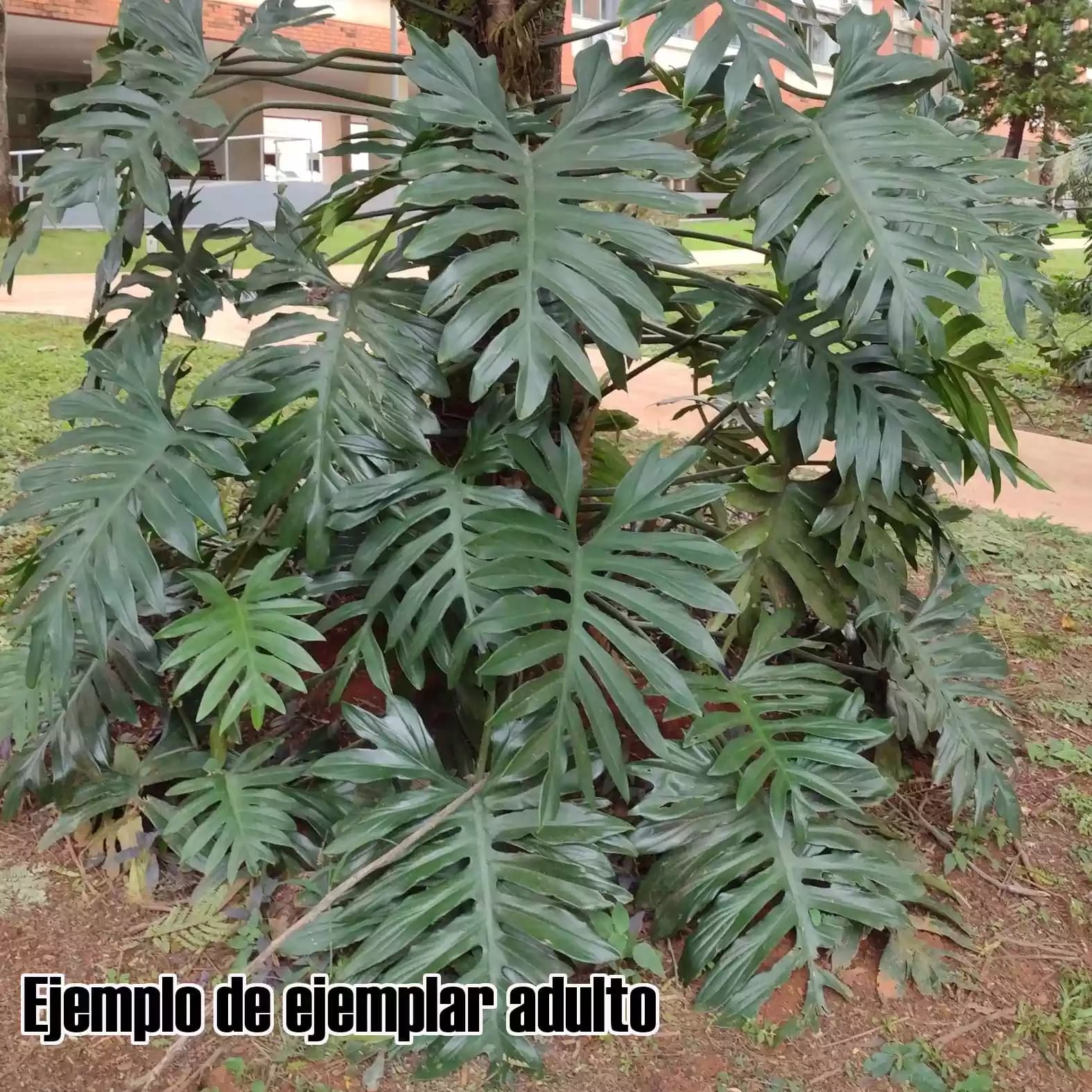 Philodendron mayoi