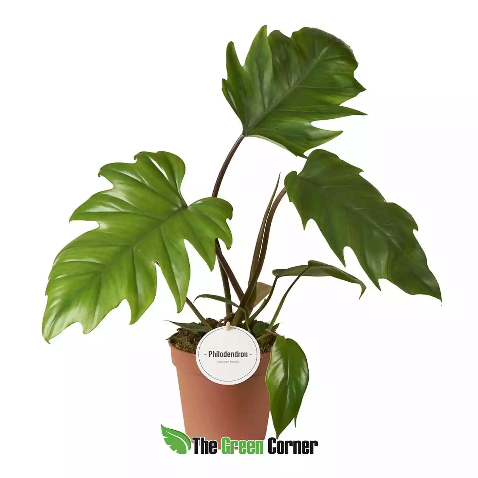 Philodendron mayoi