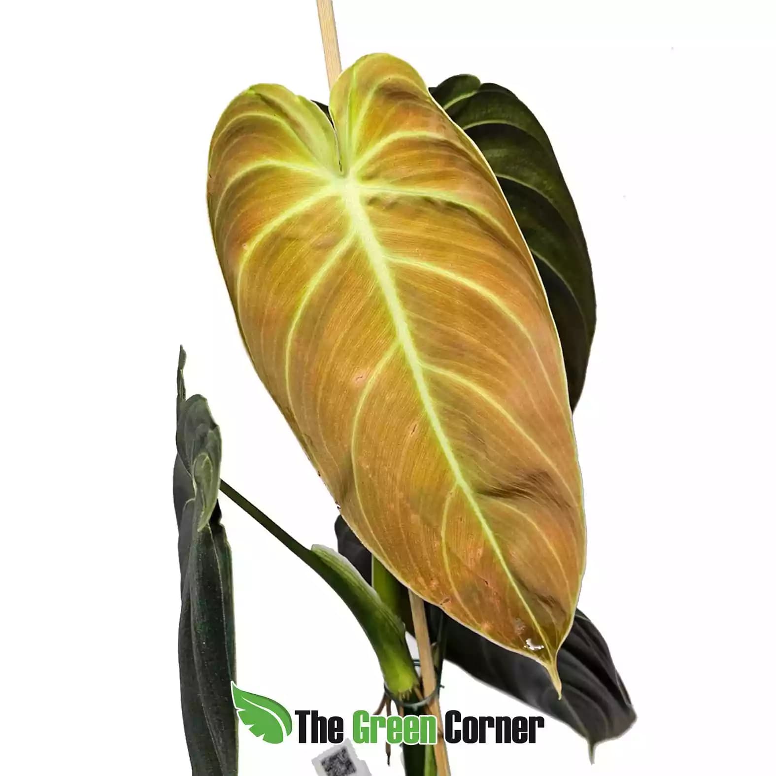 philodendron-melanocrysum-creciminto