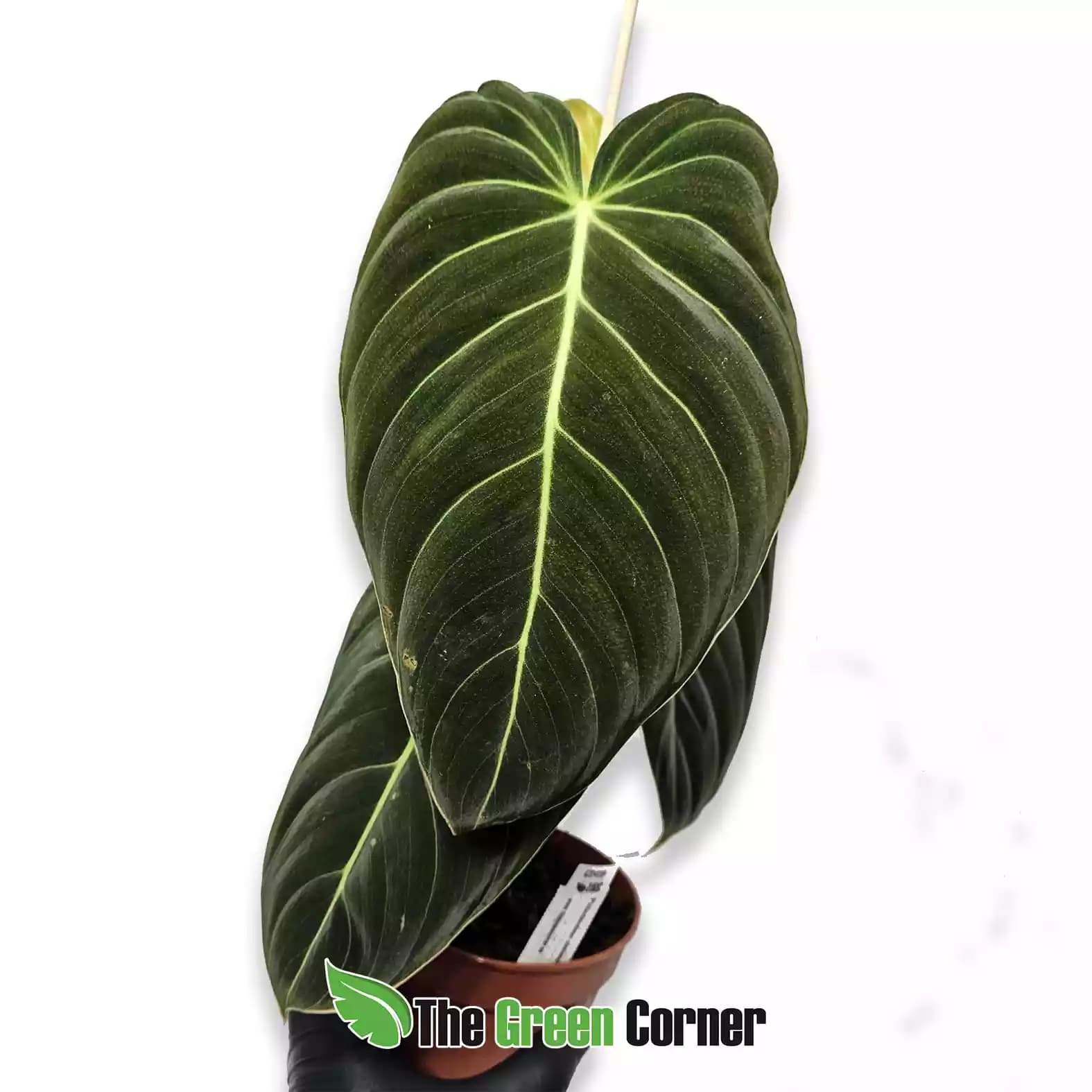 philodendron-melanocrysum-general