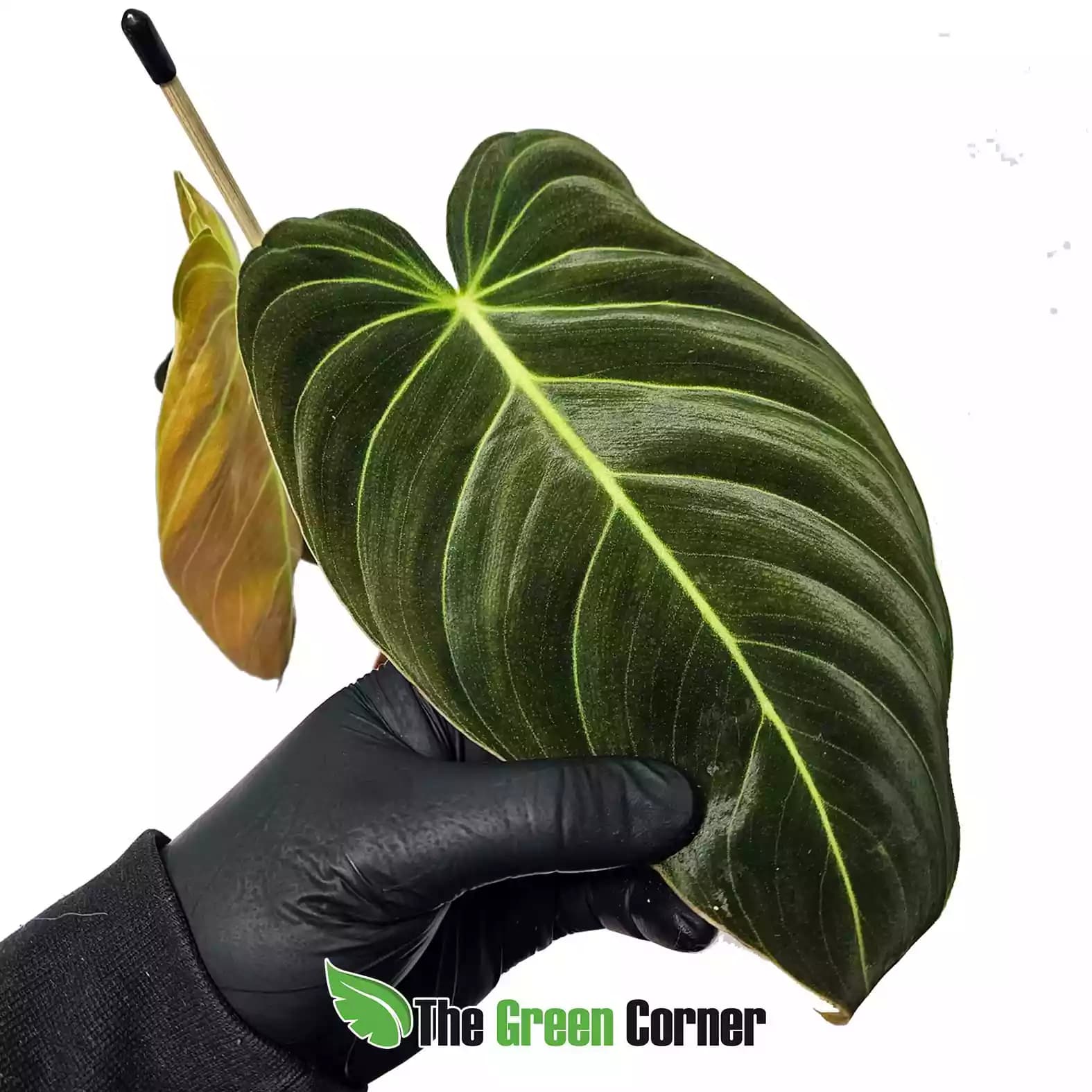 philodendron-melanocrysum-hoja