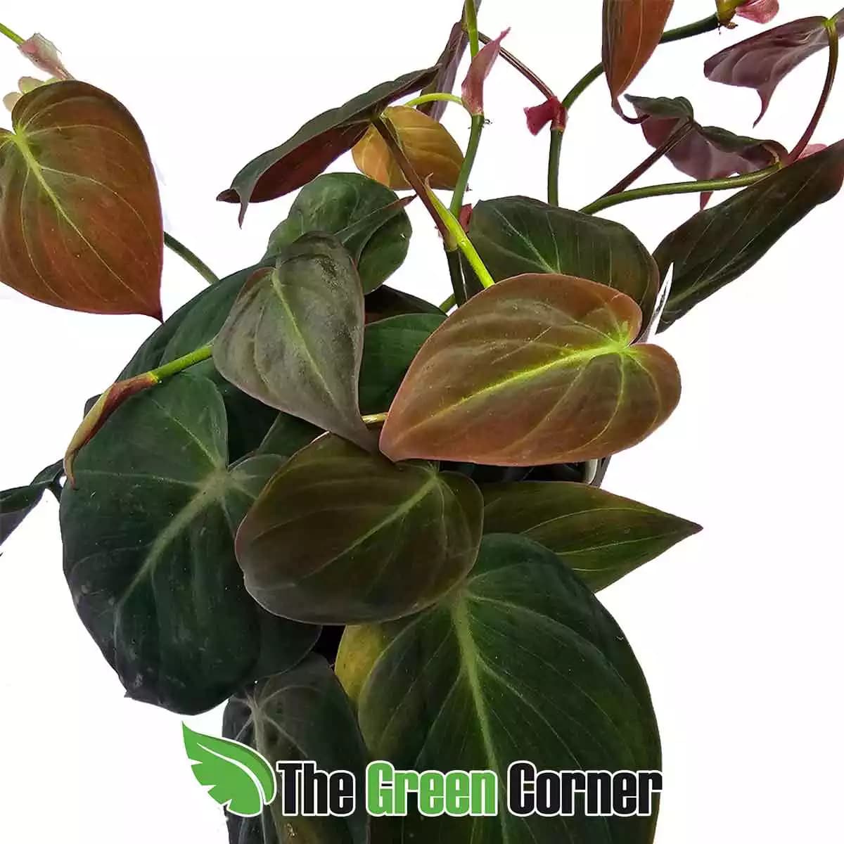 philodendron-micans-detalle