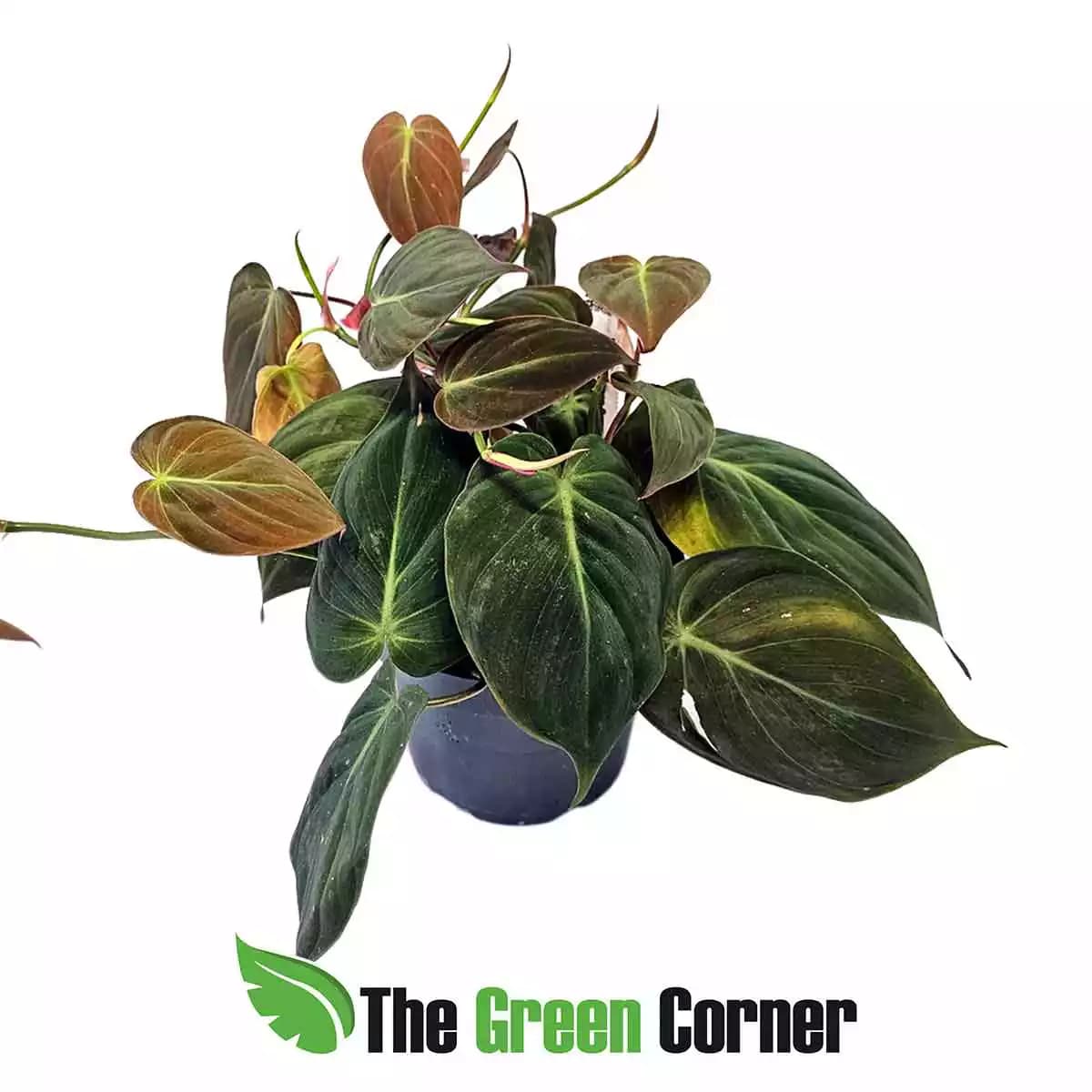 philodendron-micans