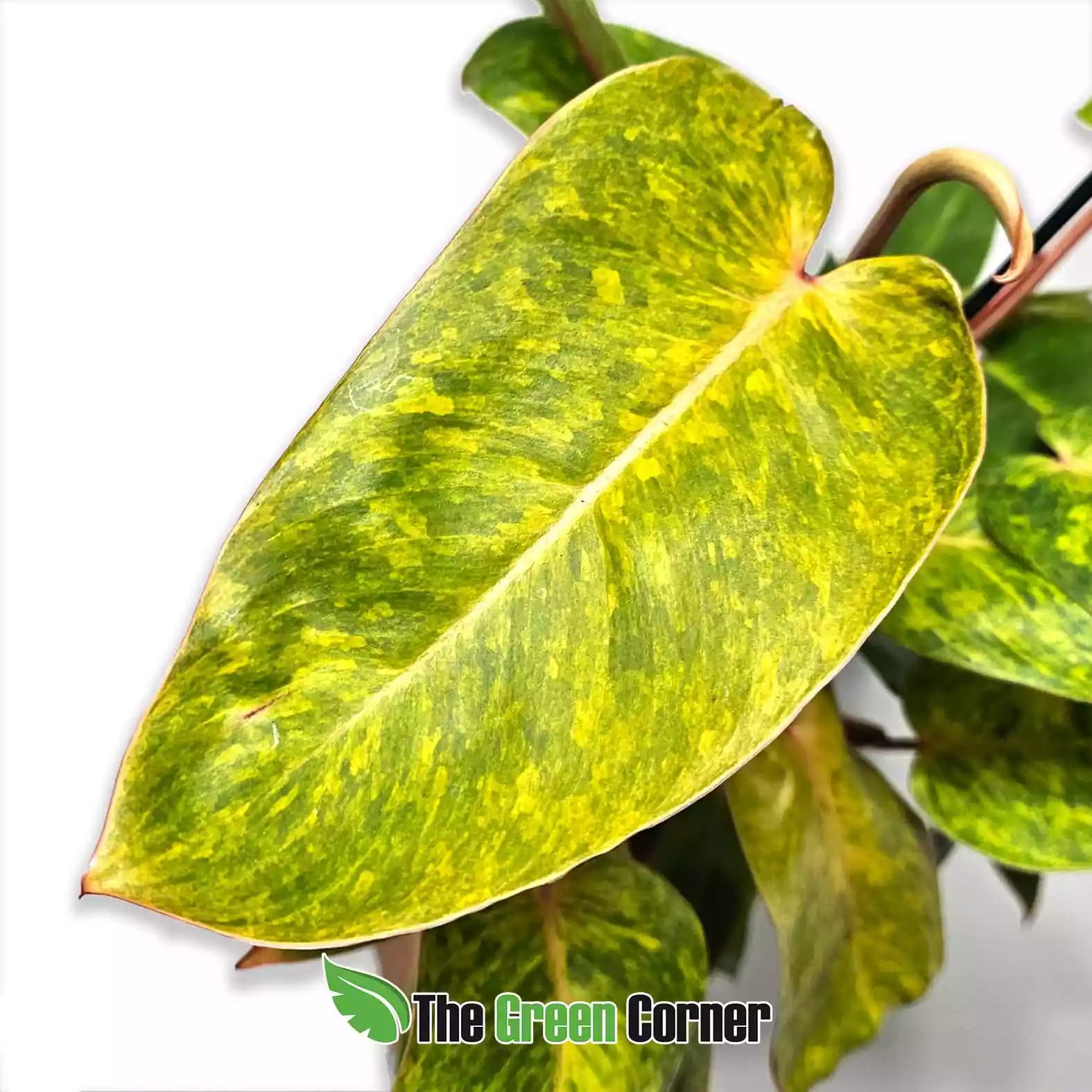 philodendron-painted-lady-hoja