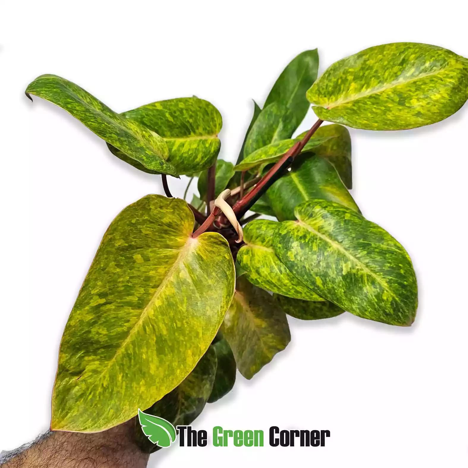 philodendron-painted-lady