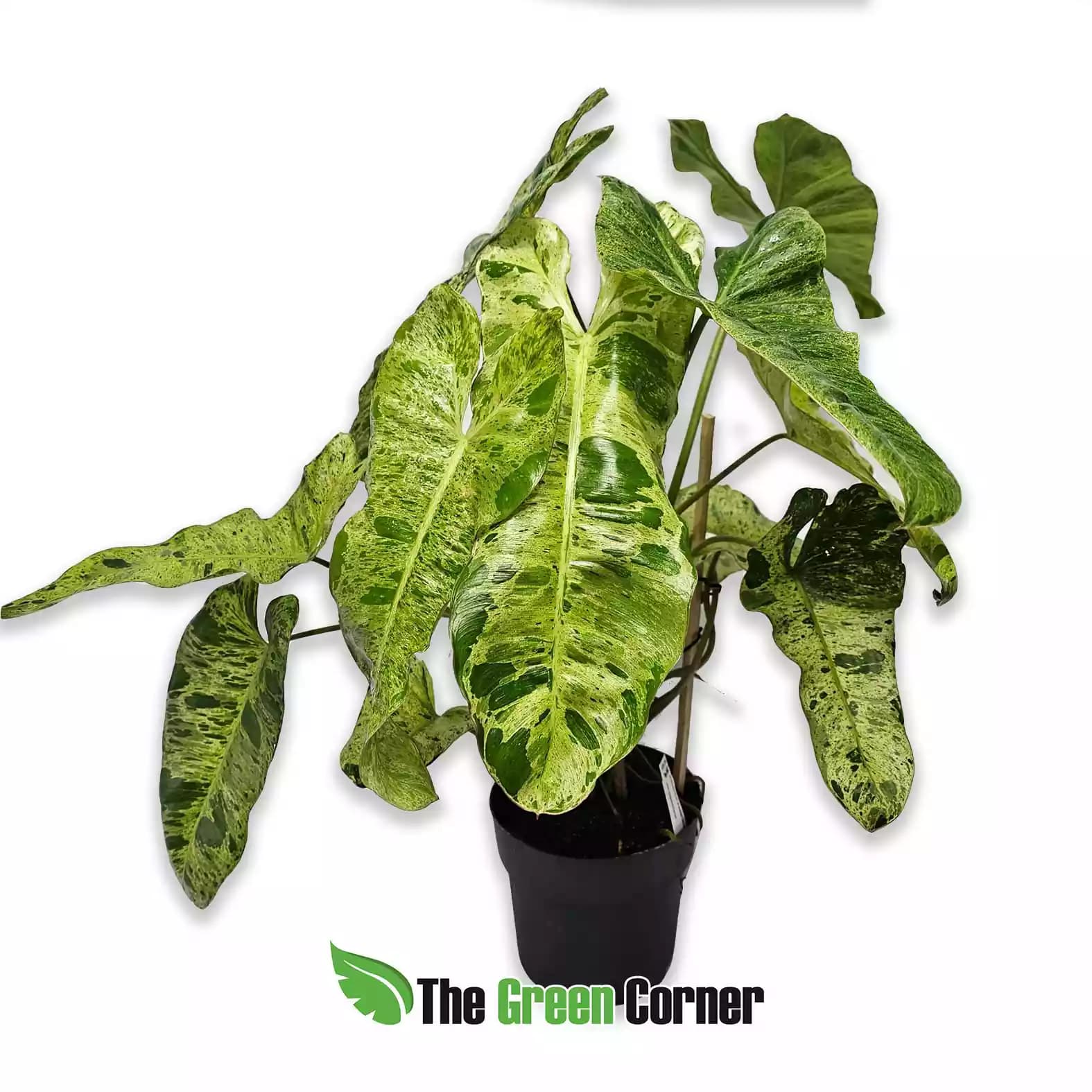 philodendron-paraiso-verde-general