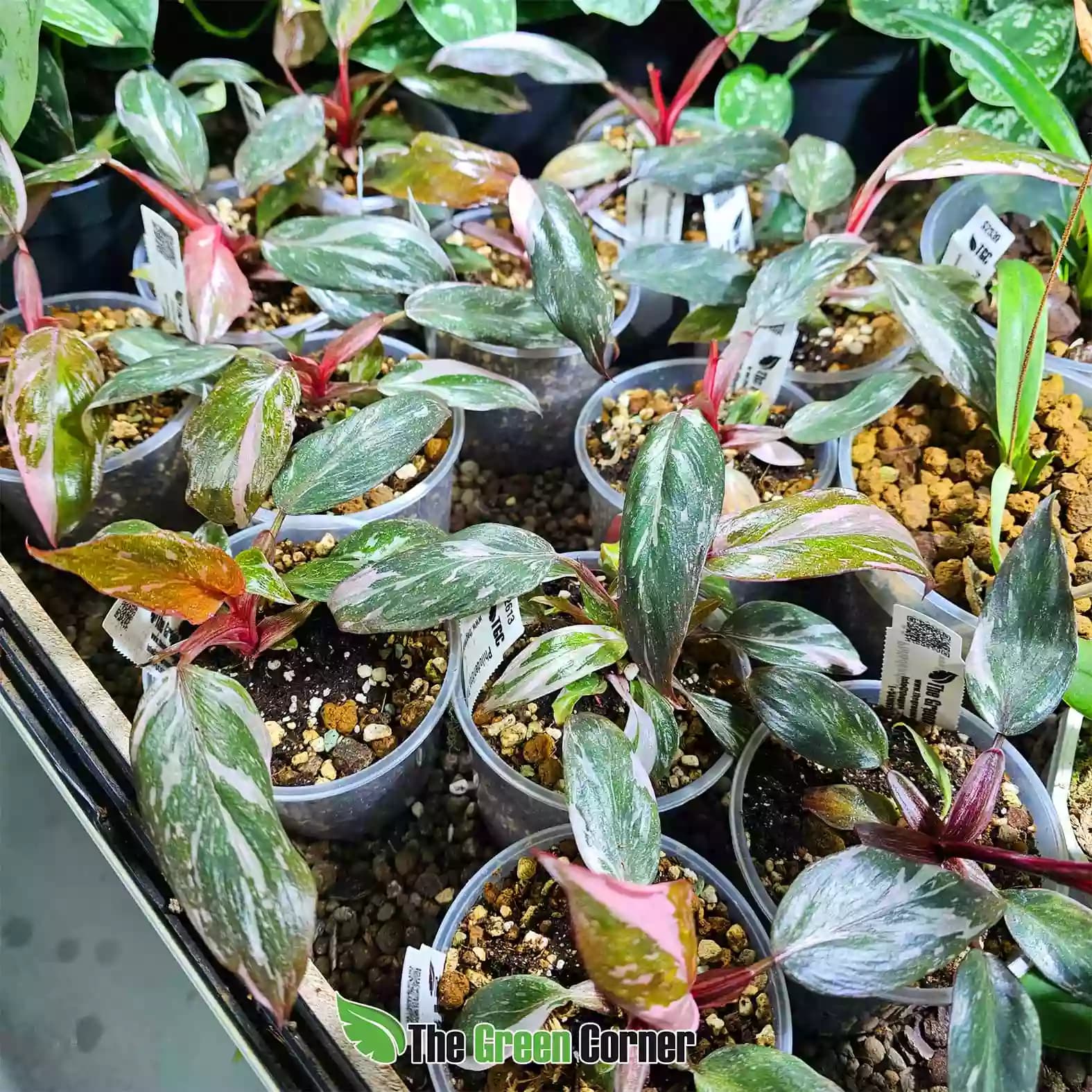 phiolodendron-pink-princess