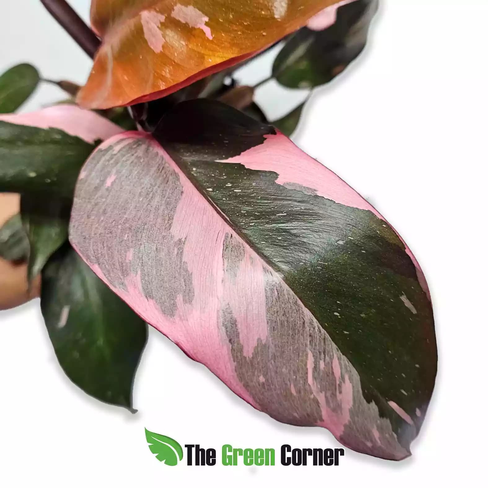 philodendron-pink-princess-hoja