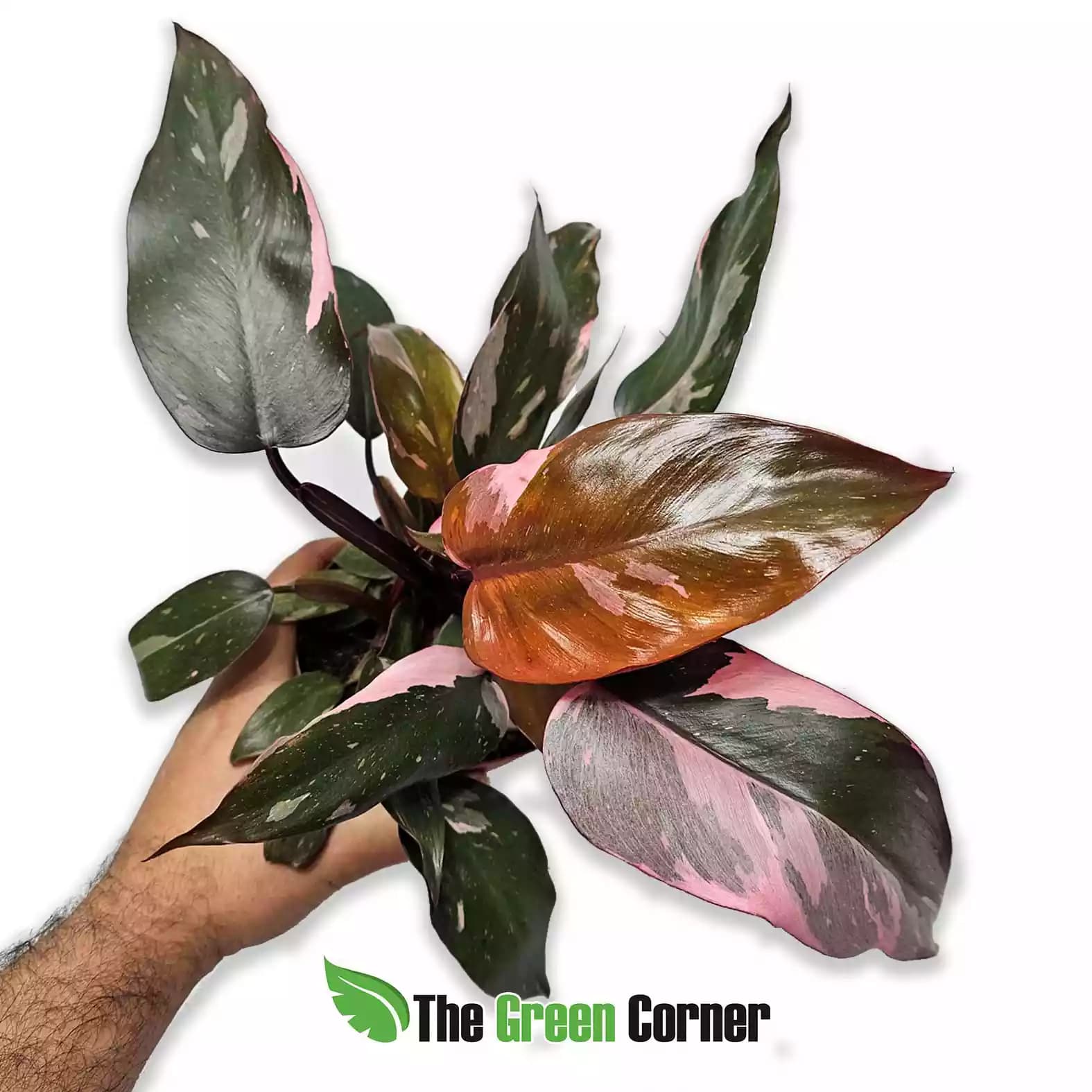 philodendron-pink-princess