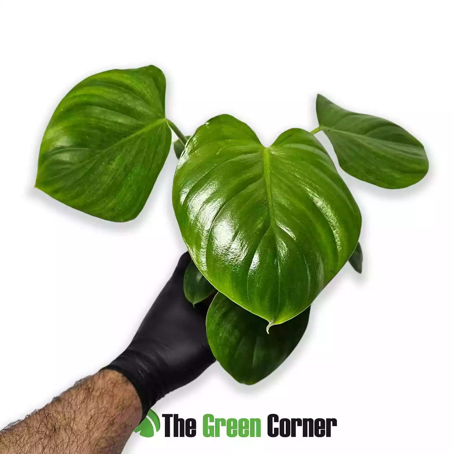 philodendron-pittieri-general