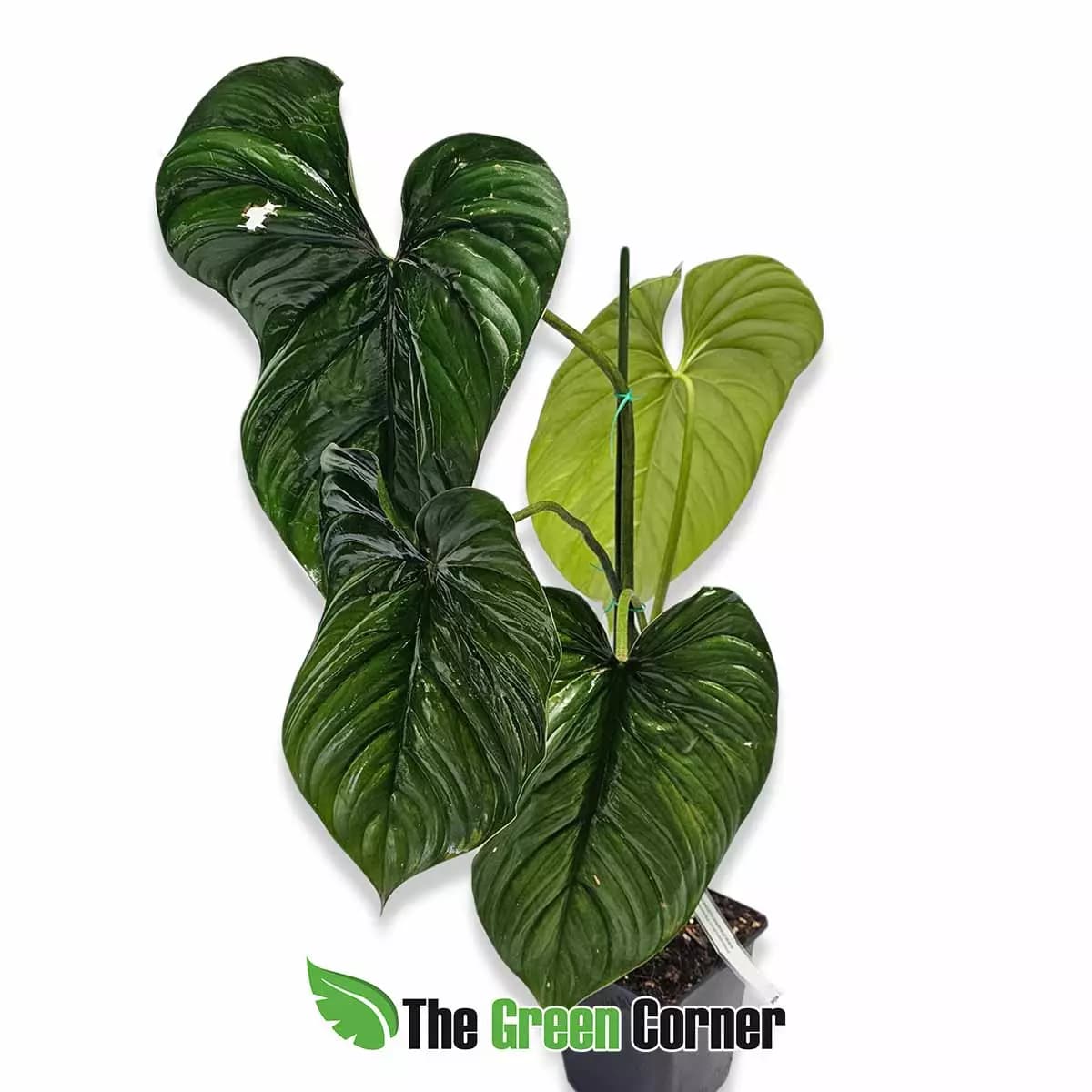 philodendron-plowmannii