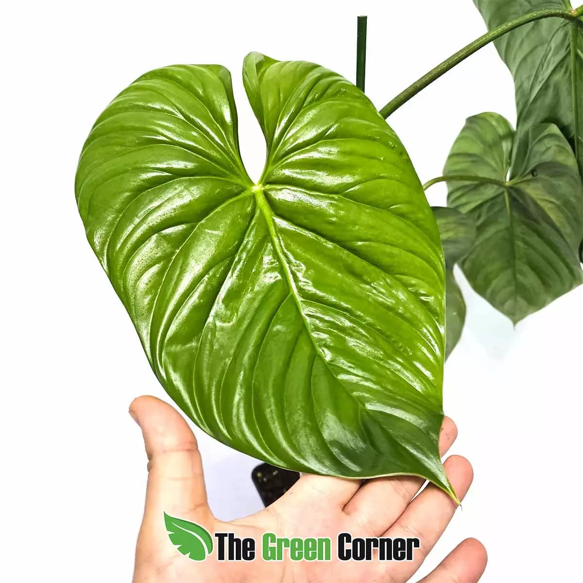philodendron-plwmannii-hoja