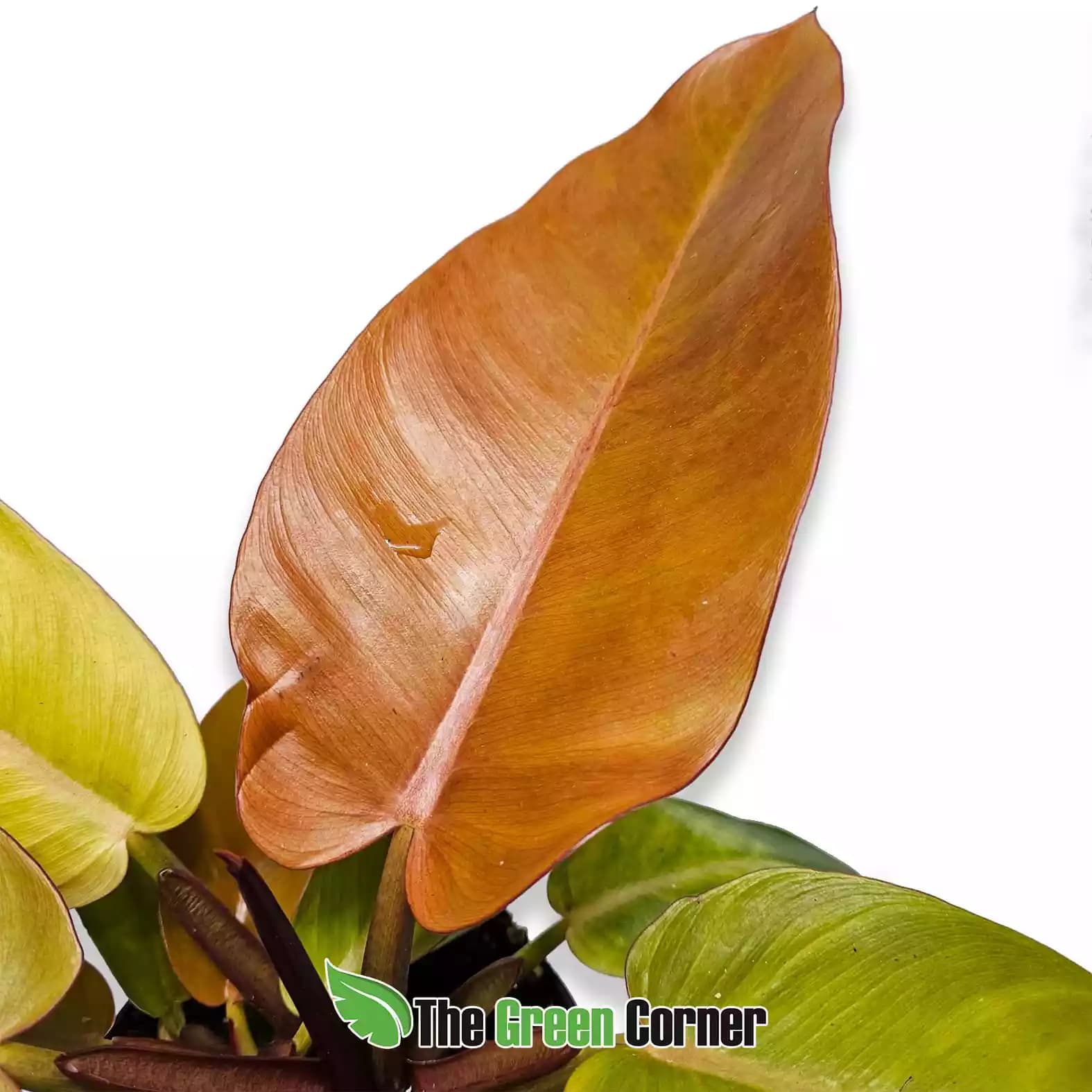 philodendron-prince-of-orange-hoja