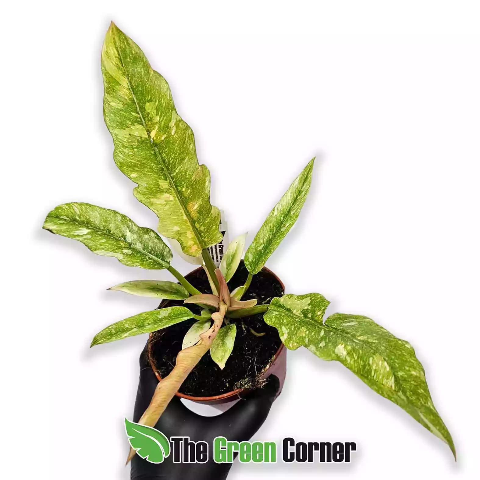 philodendron-ring-of-fire-general