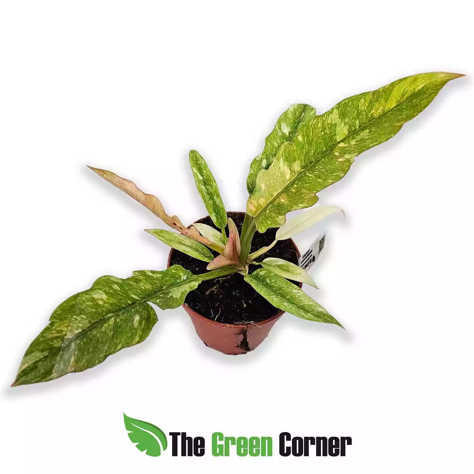 philodendron-ring-of-fire