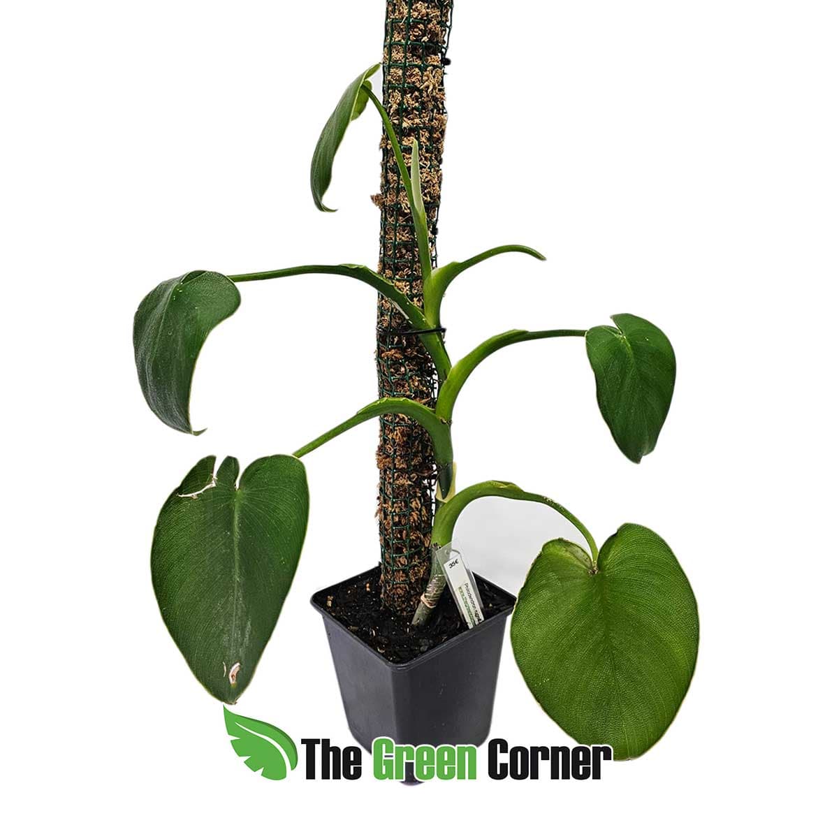 philodendron-rugosum