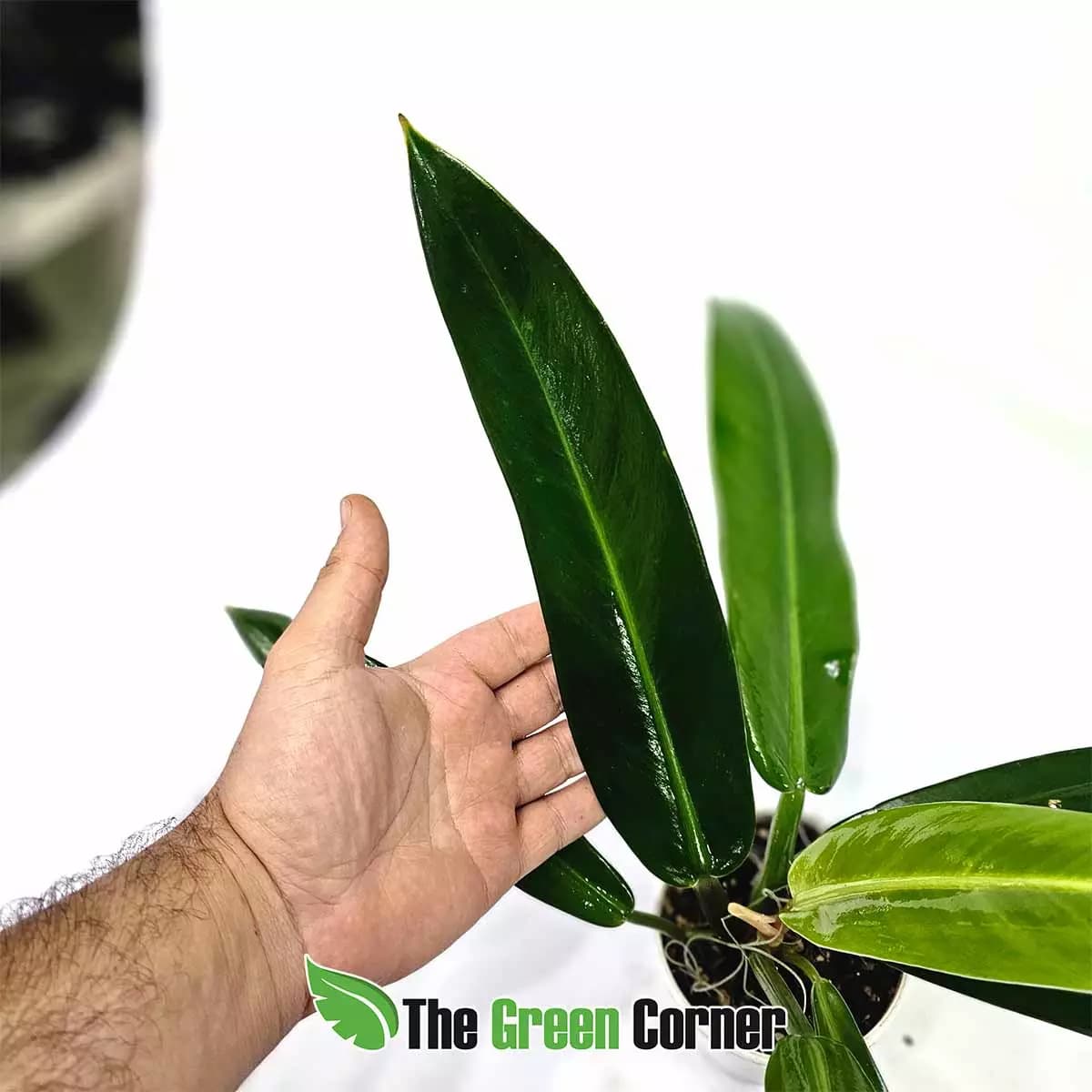 philodendron-ruizii-hoja