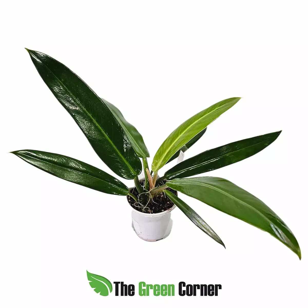 philodendron-ruizii