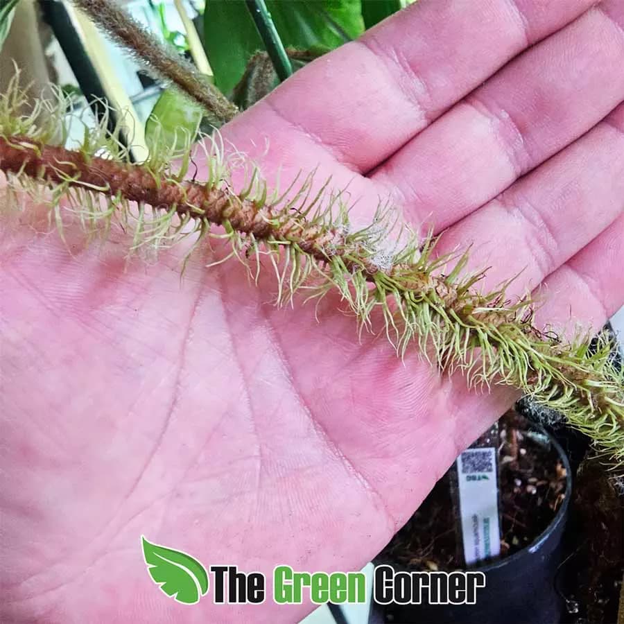 philodendron-serpens-tallo