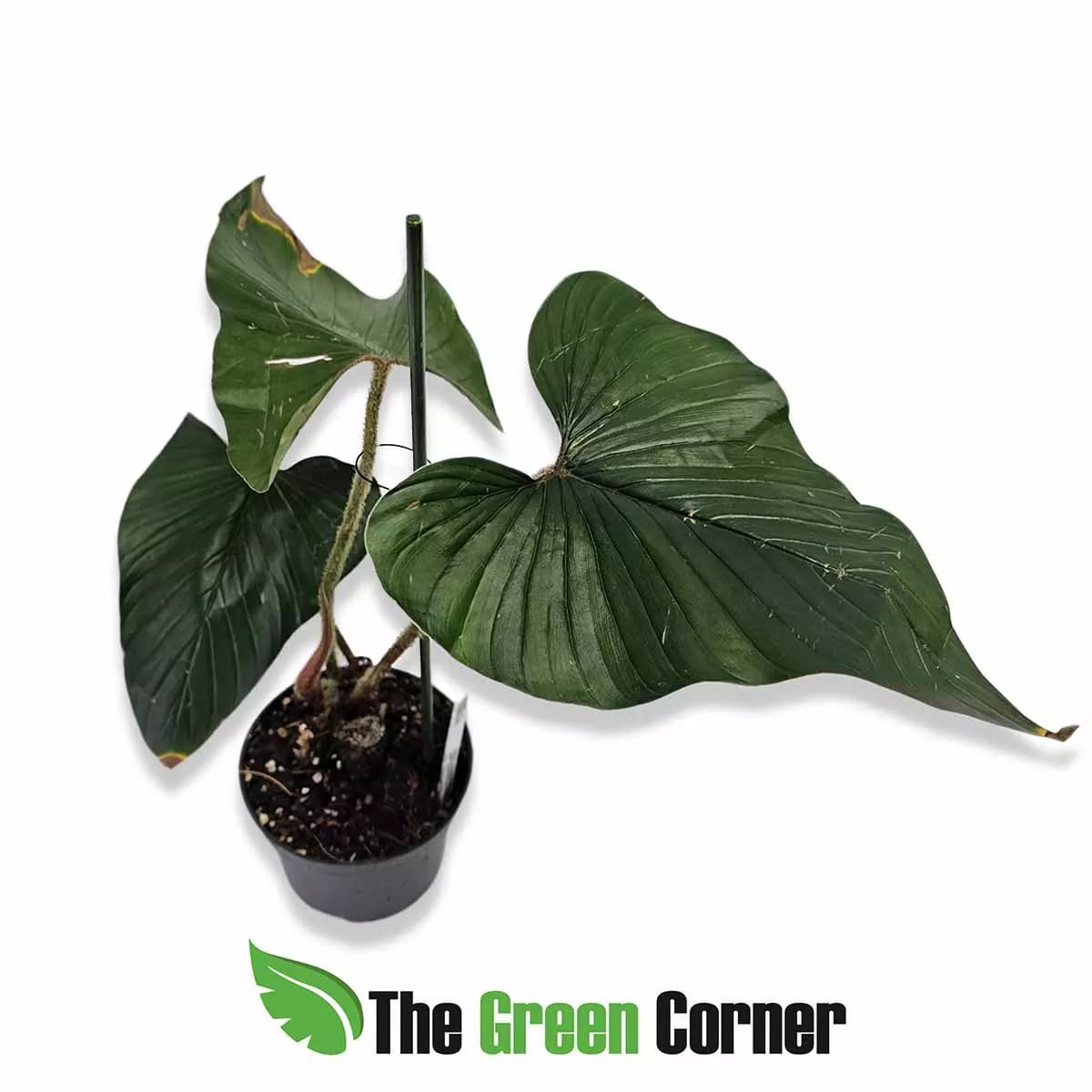 philodendron-serpens