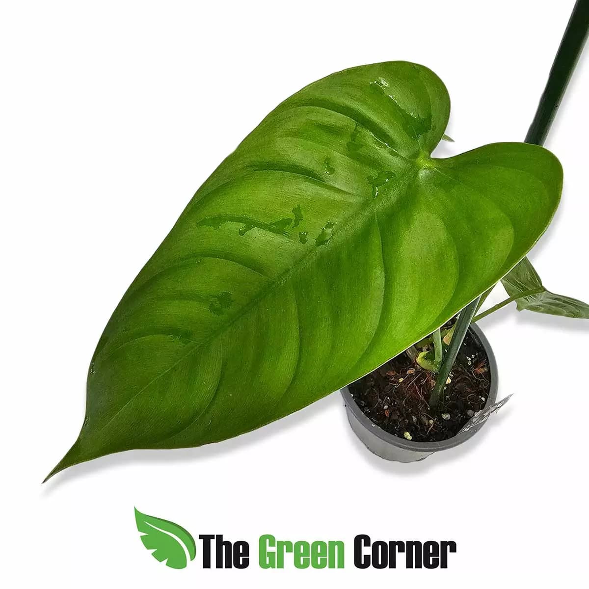 philodendron-sharoniae-hoja