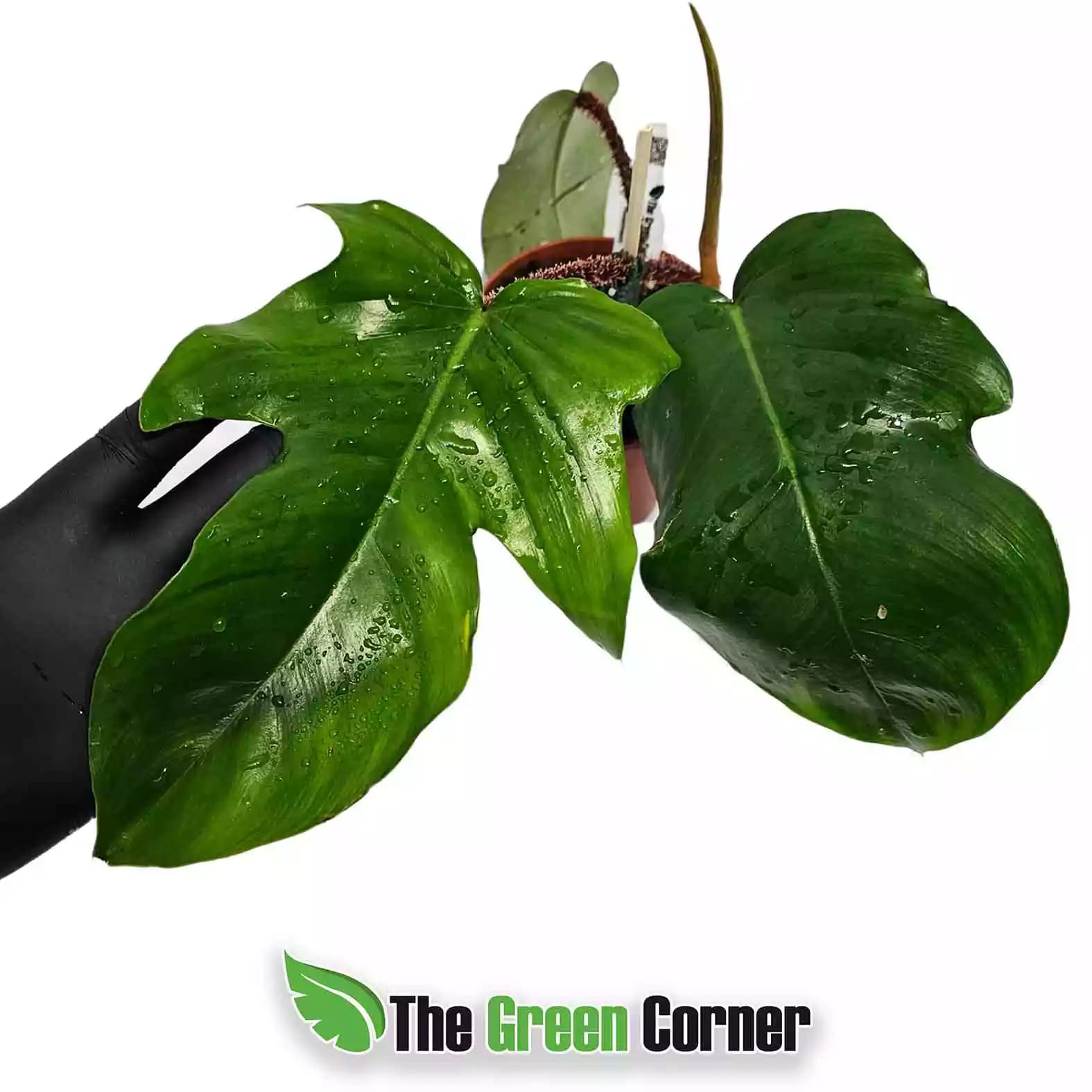 philodendron-squaqui