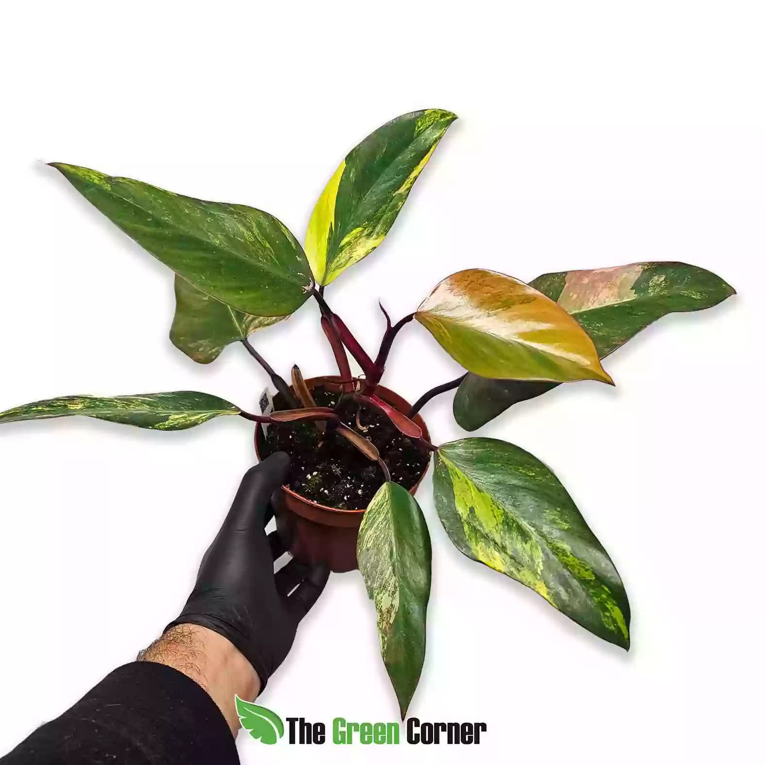 philodendron-strawberry-shake