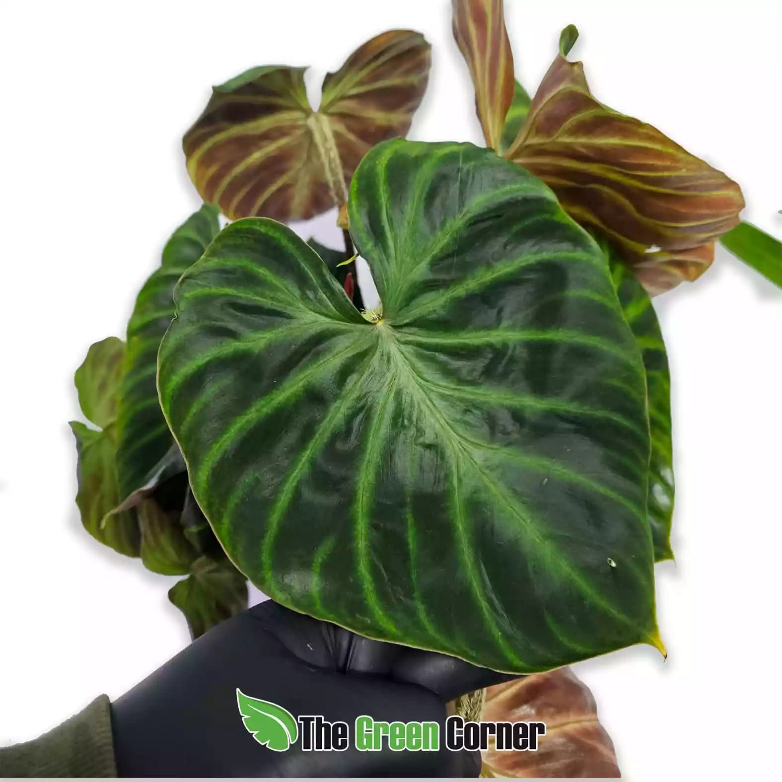 philodendron-verrucosum-detalle