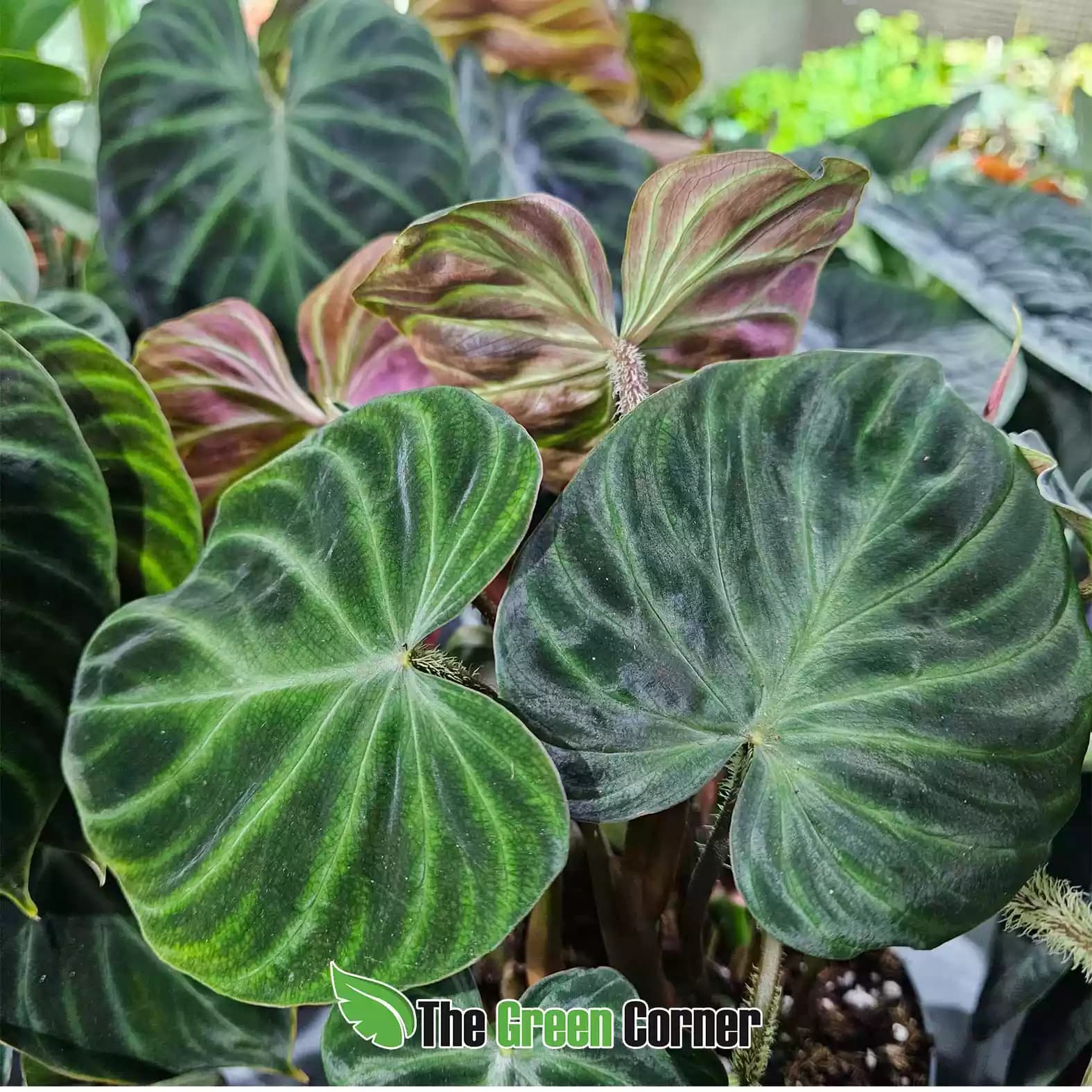 philodendron-verrucosum-mesa