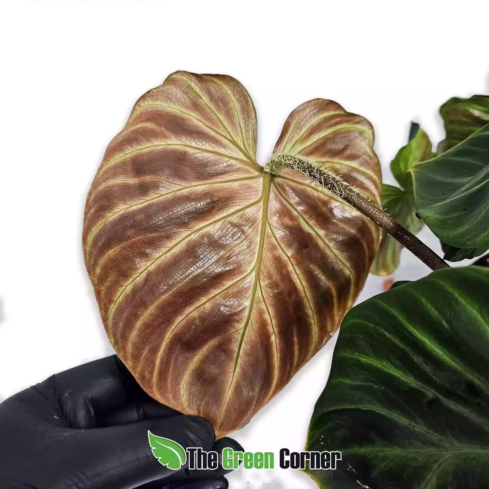philodendron-verrucosum-trasera