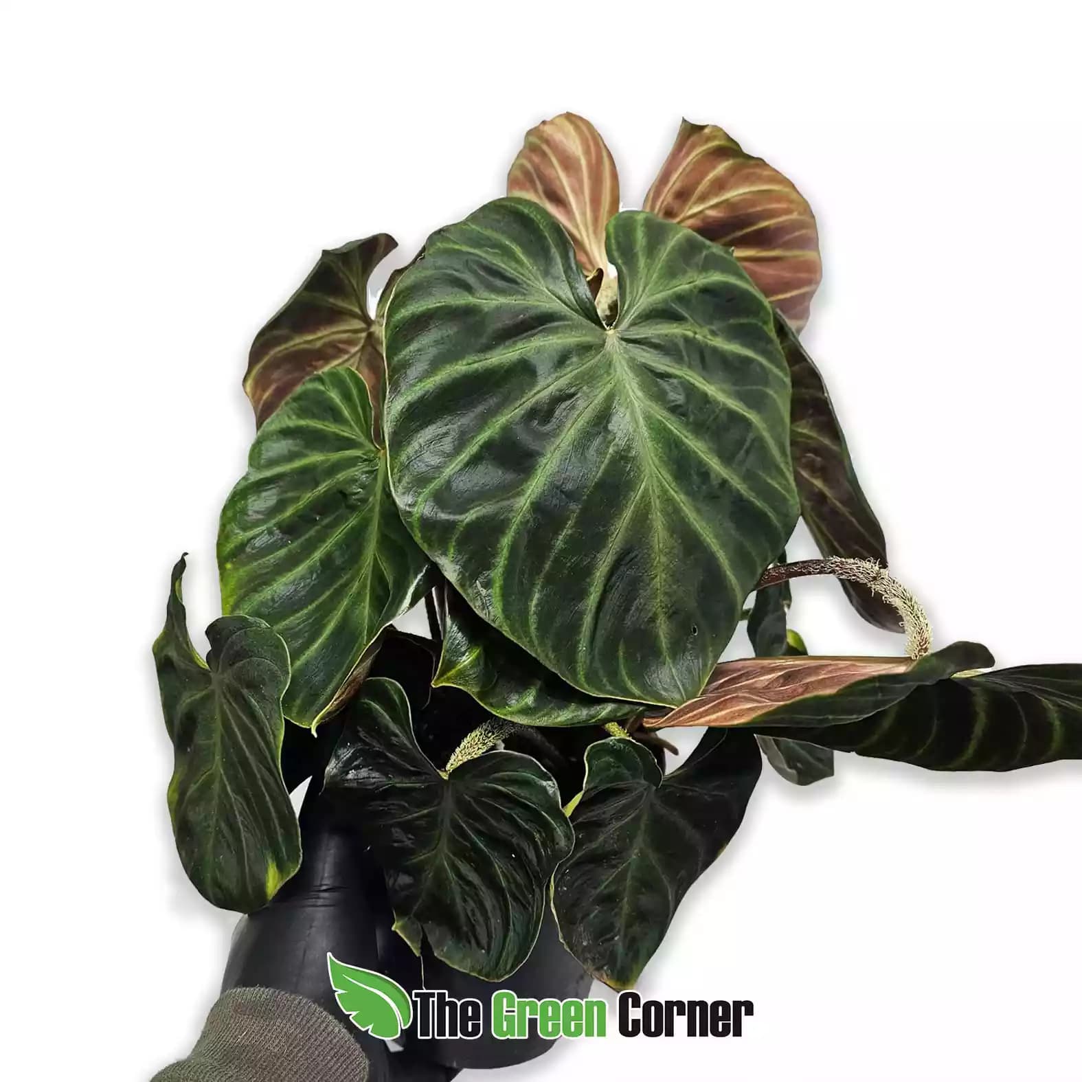 philodendron-verrucosum