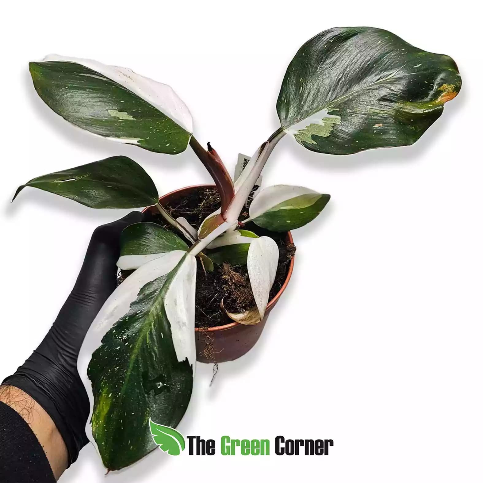 philodendron-white-knight-general