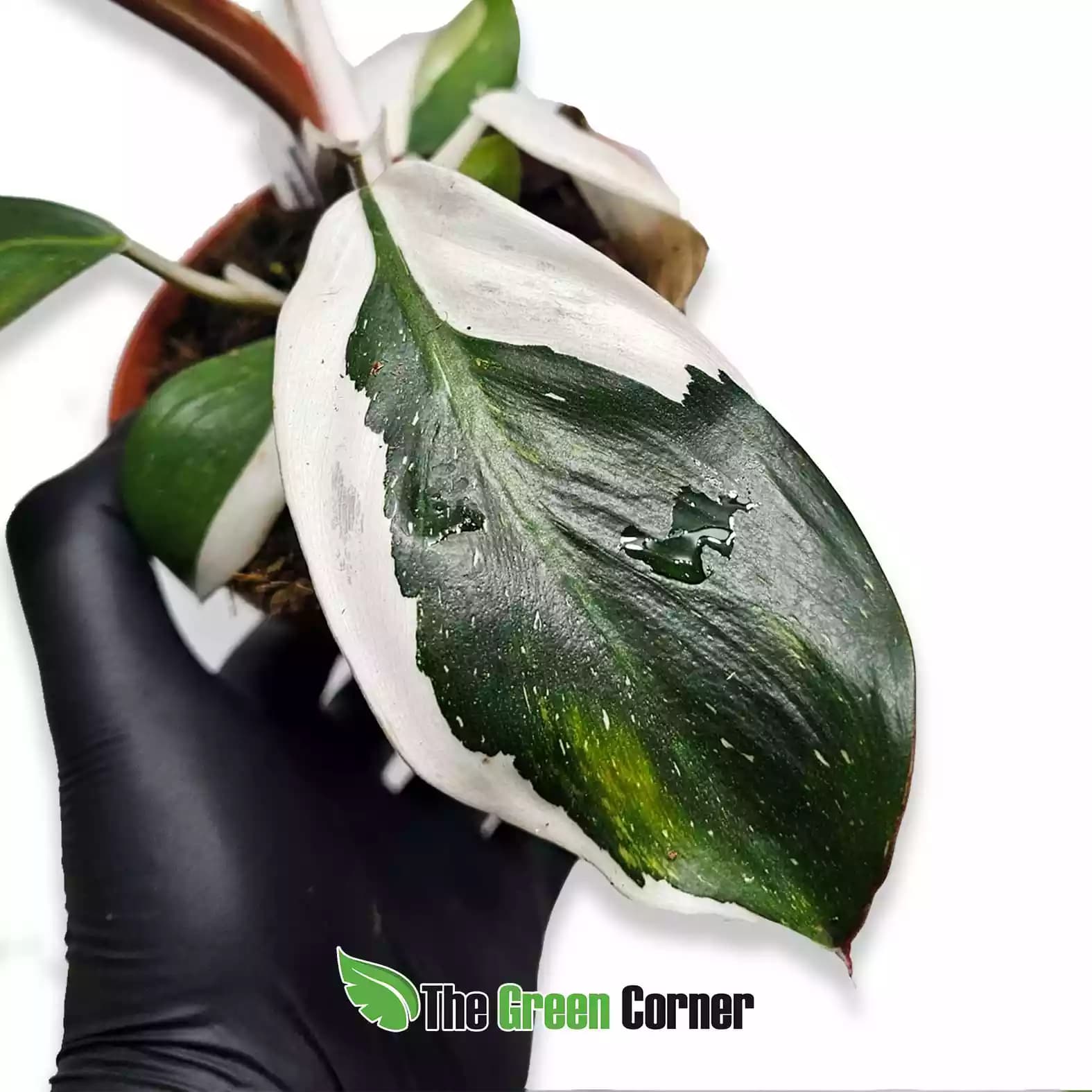 philodendron-white-knight-hoja