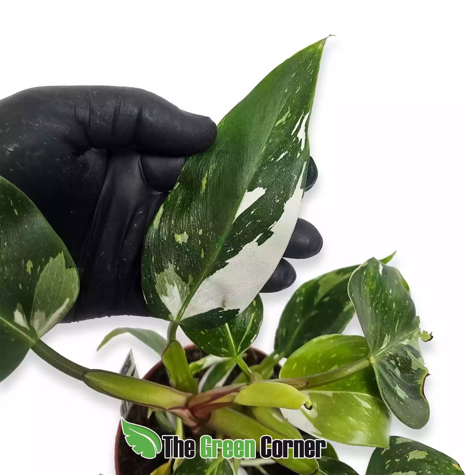 philodendron-white-princess-hoja