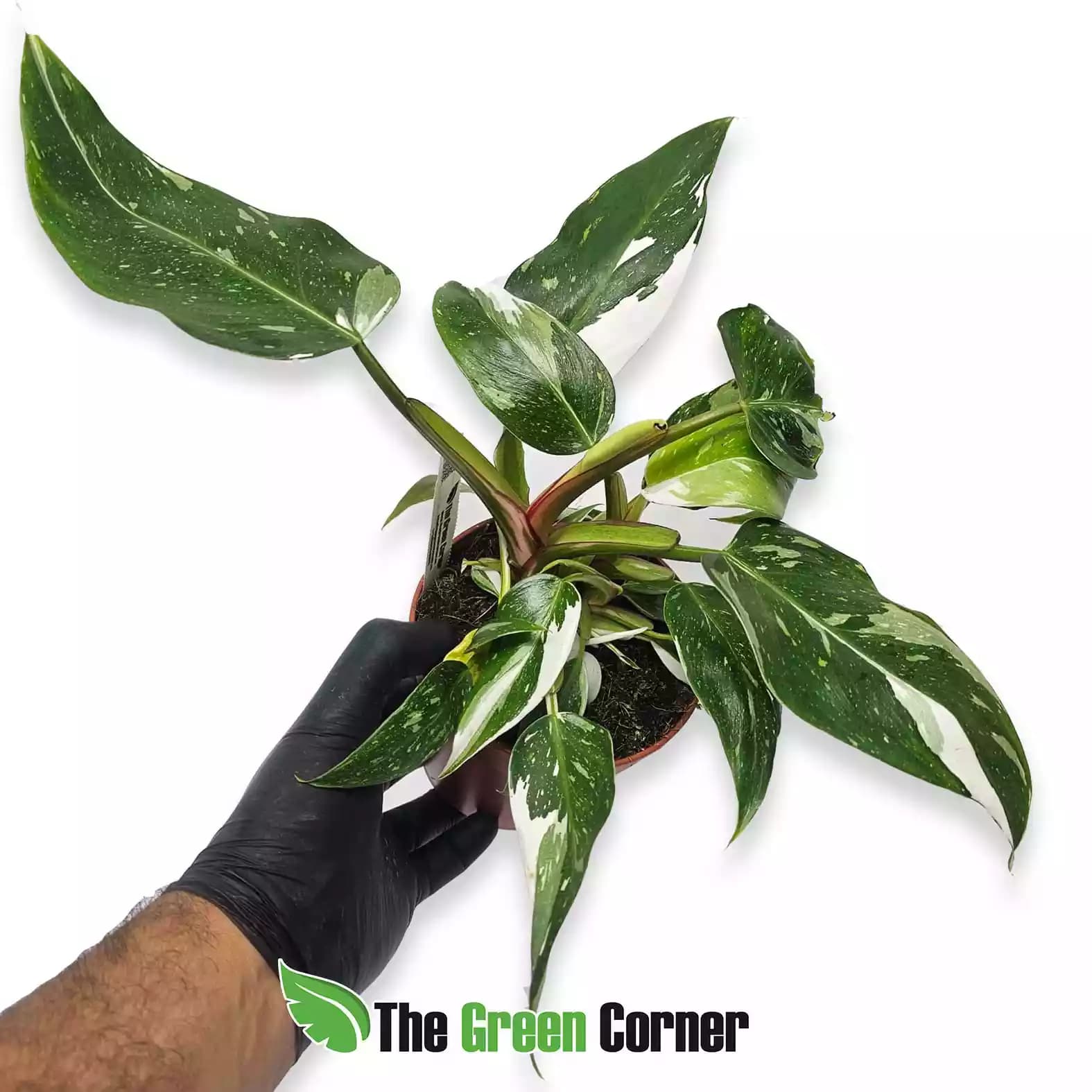 philodendron-white-princess