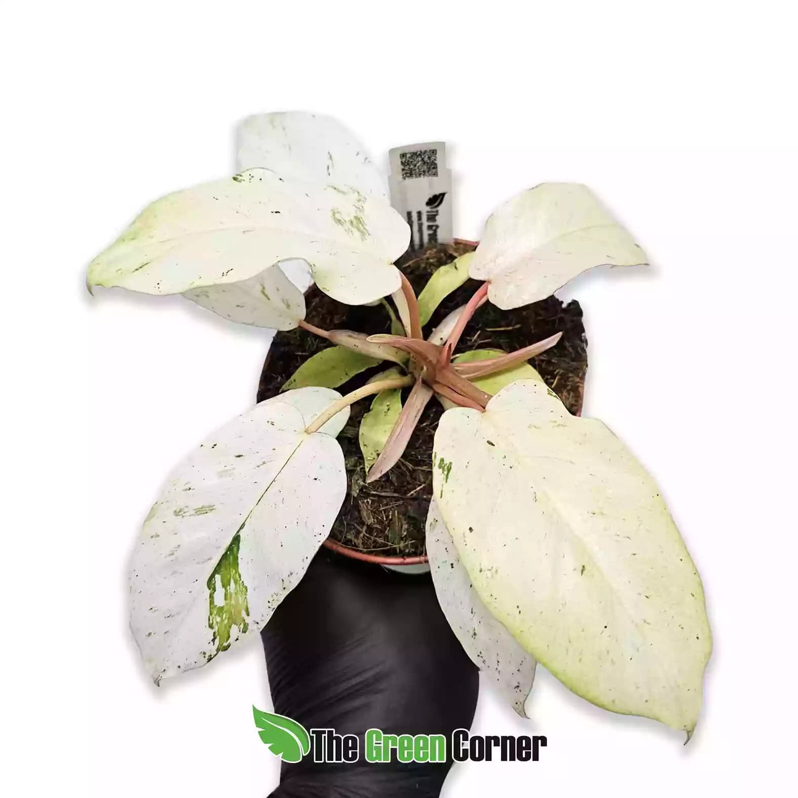 Philodendron ‘Snowdrift’