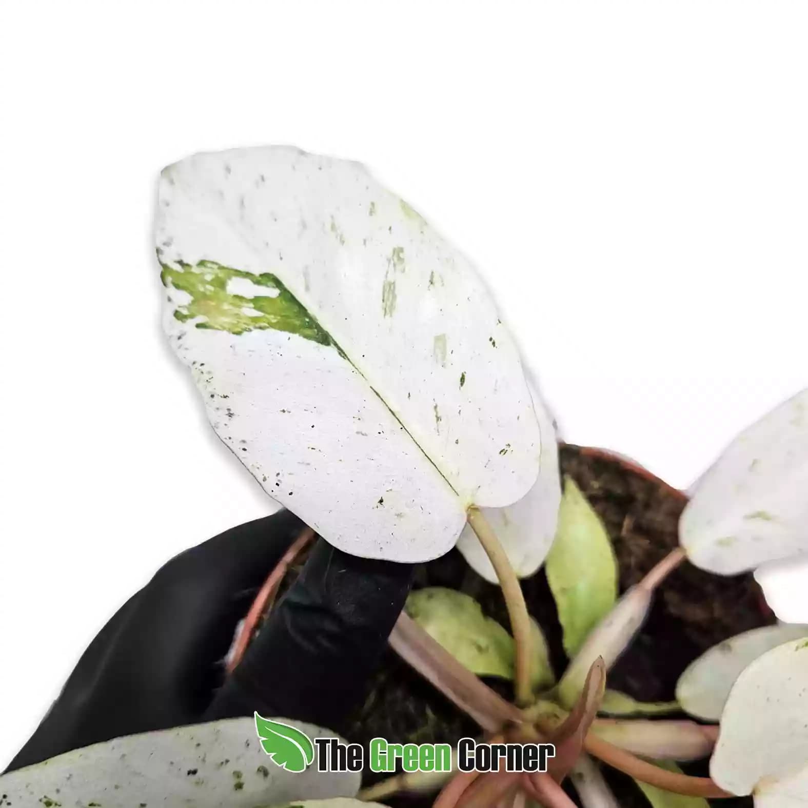 Philodendron ‘Snowdrift’