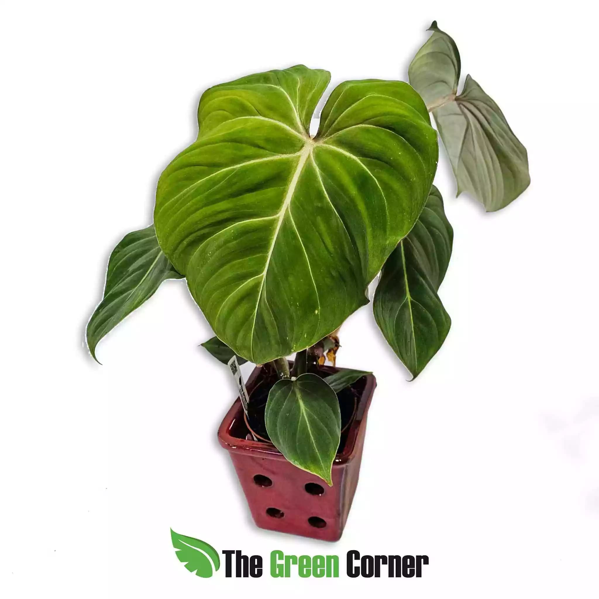 Philodendron gloriosum 2