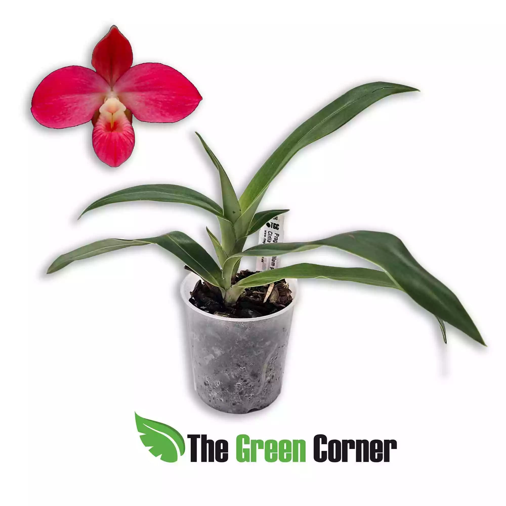 phragmipedium-perufloras