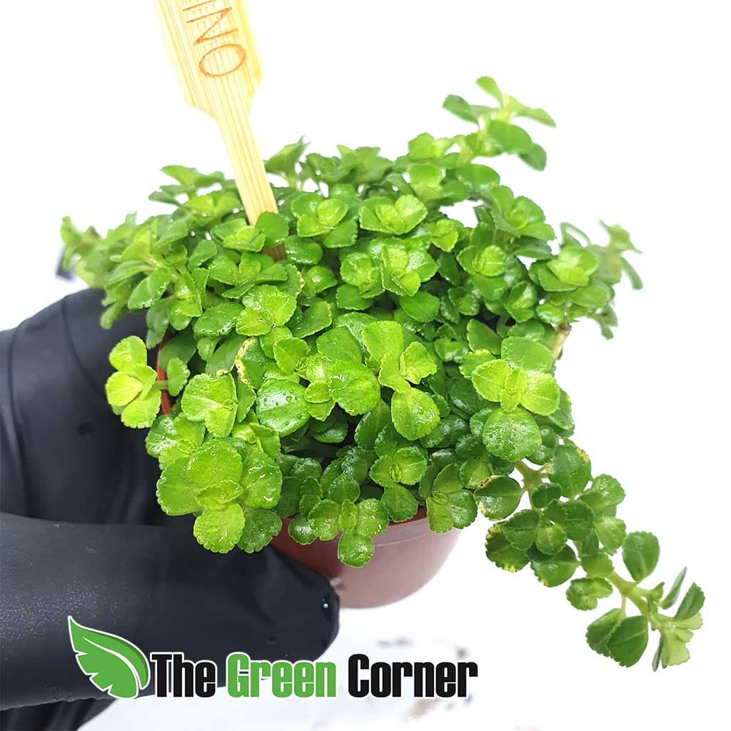 Pilea depressa; es una planta tropical procedente de America central y del Sur