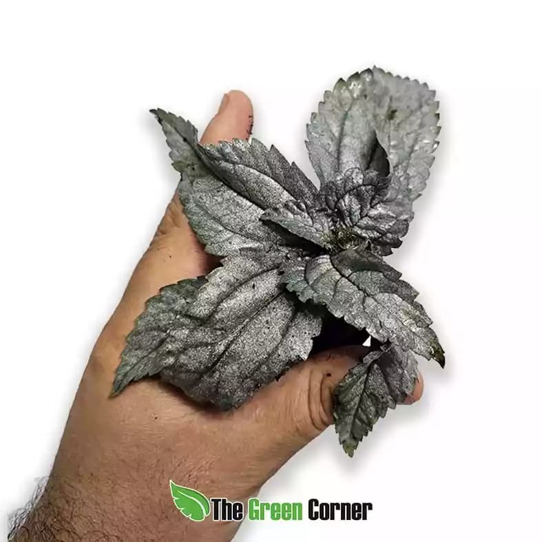 Pilea spruceana 'Ellen'