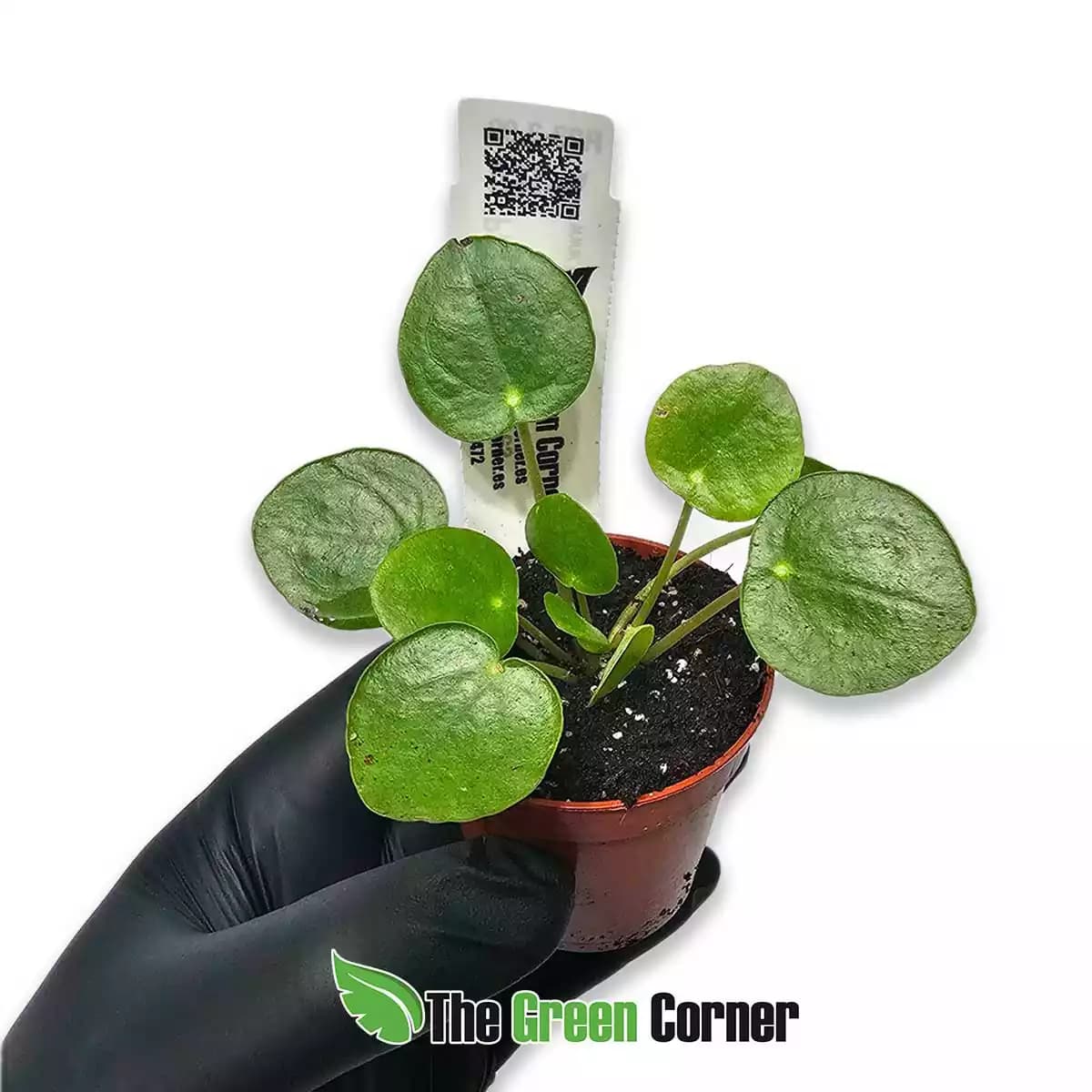 pilea-peperomiodes